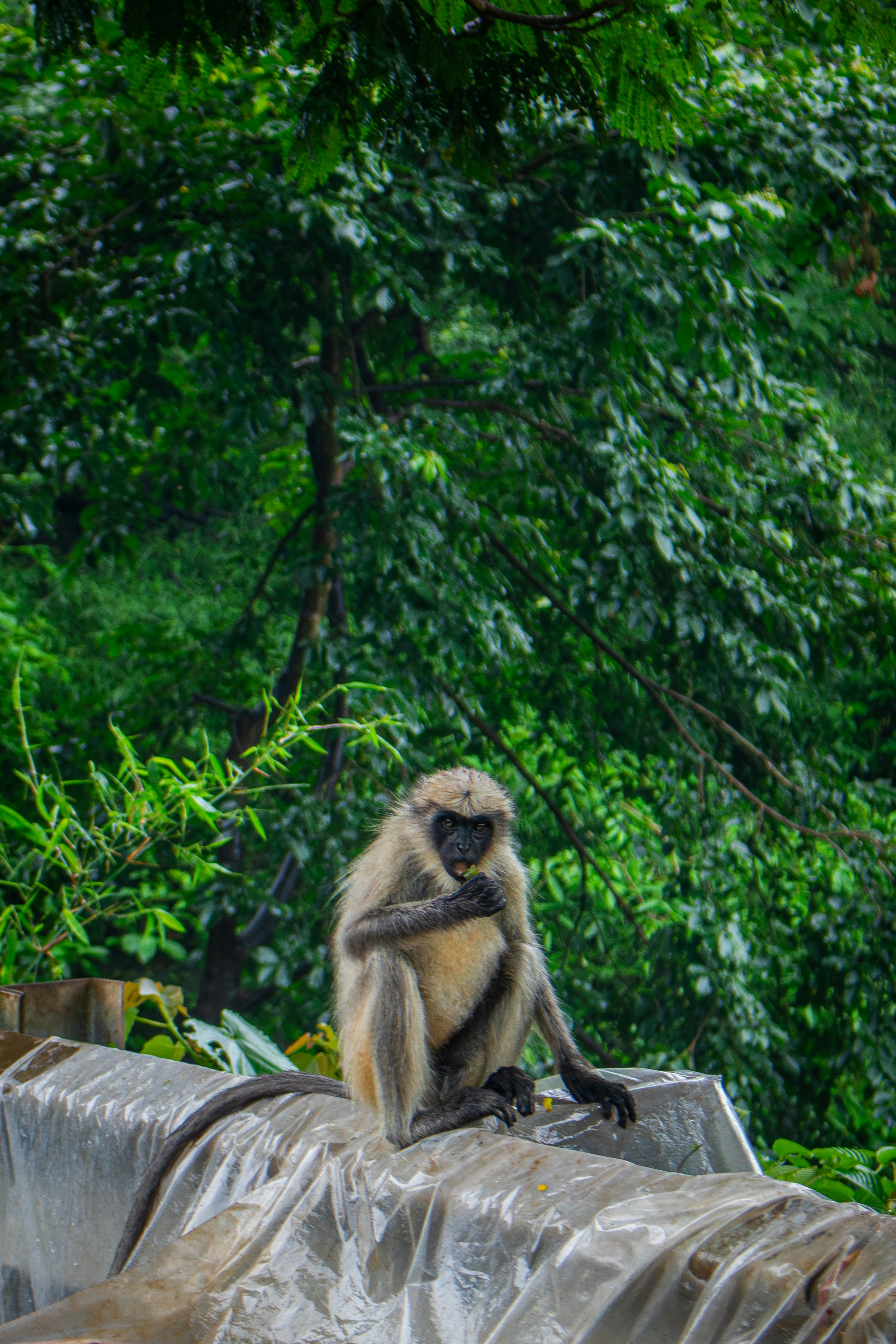 Photo by zoshuacolah