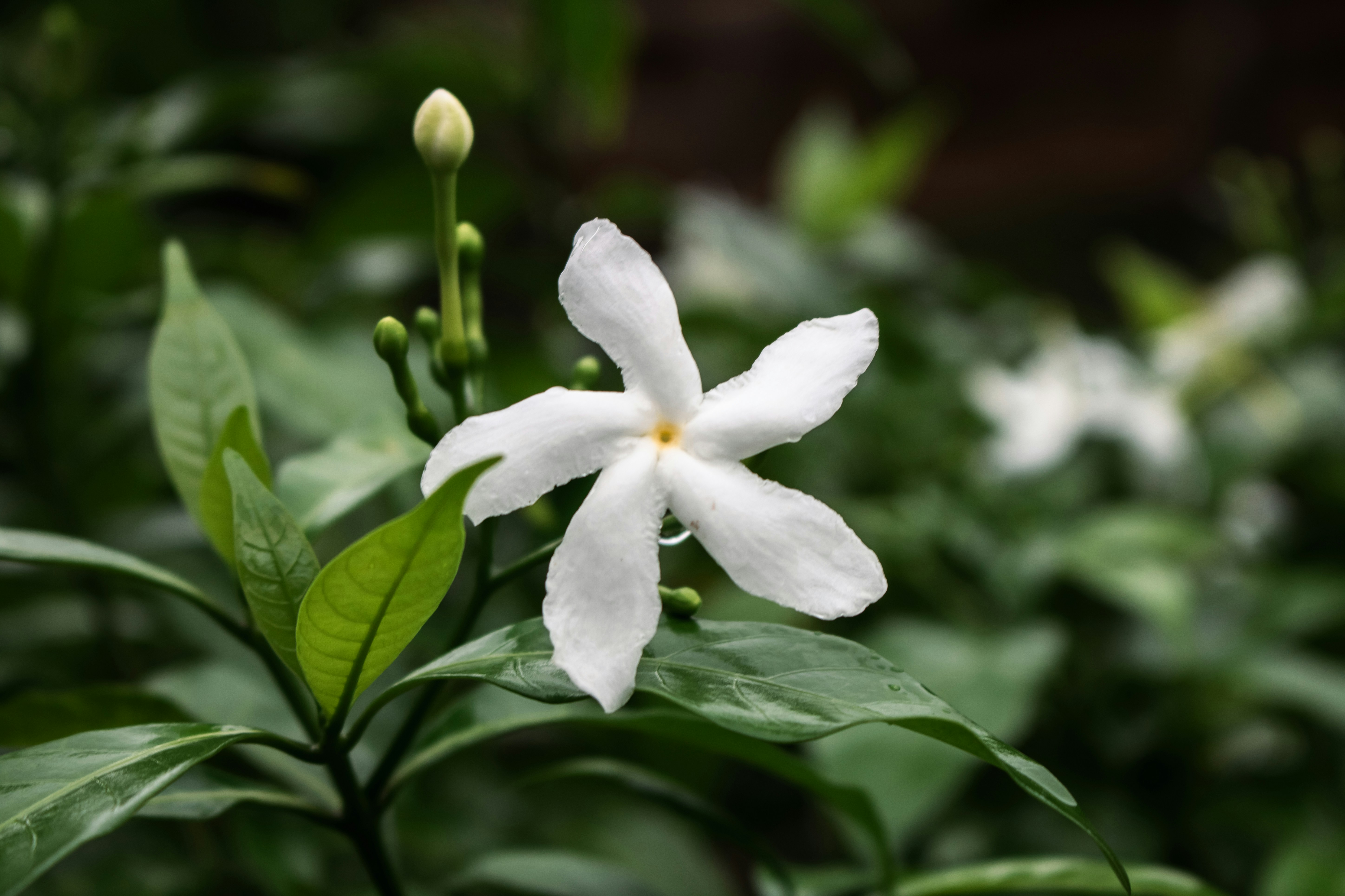 Photo by zoshuacolah