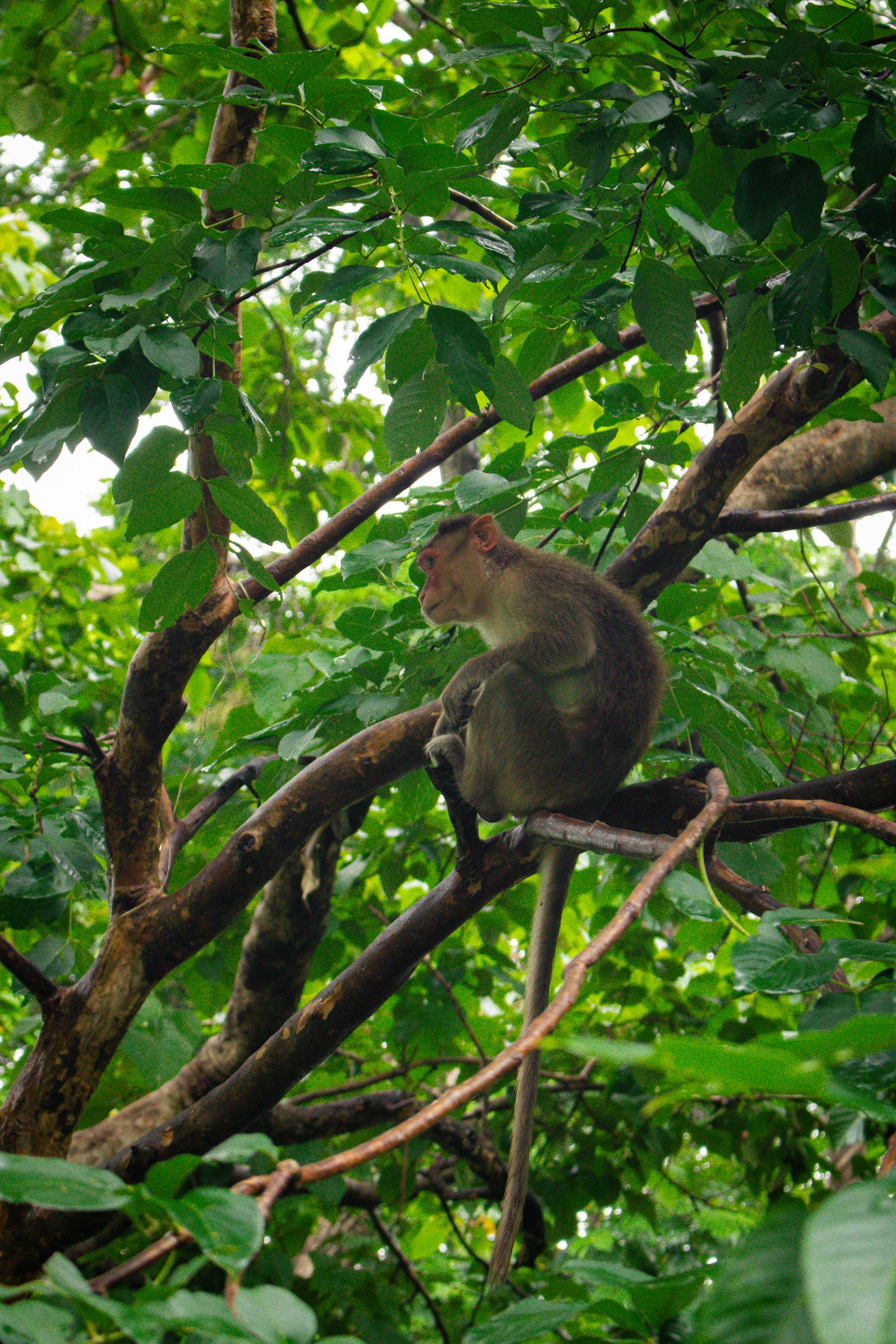 A monkey sits on a tree branch.