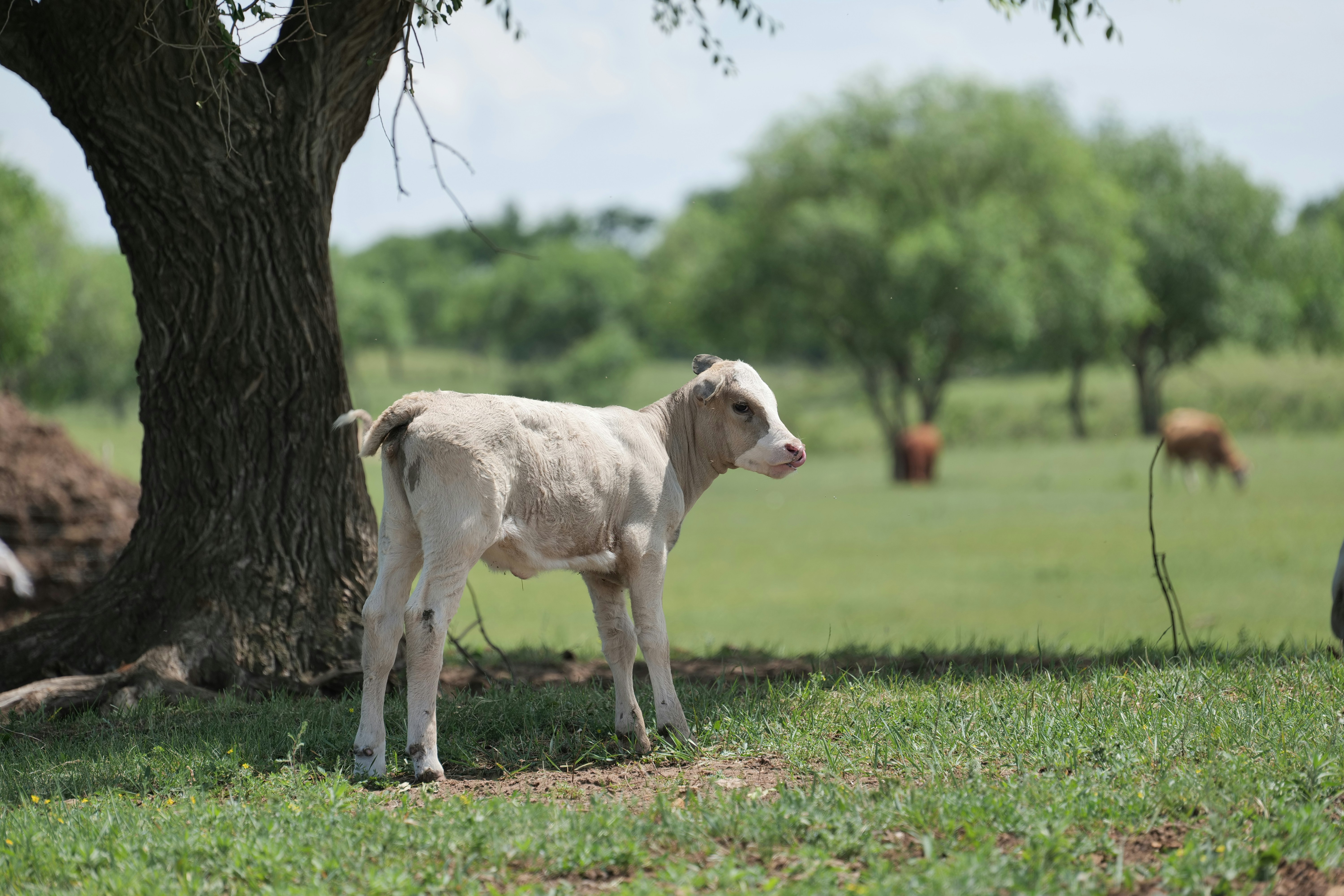 Un veau se tient dans un champ vert.