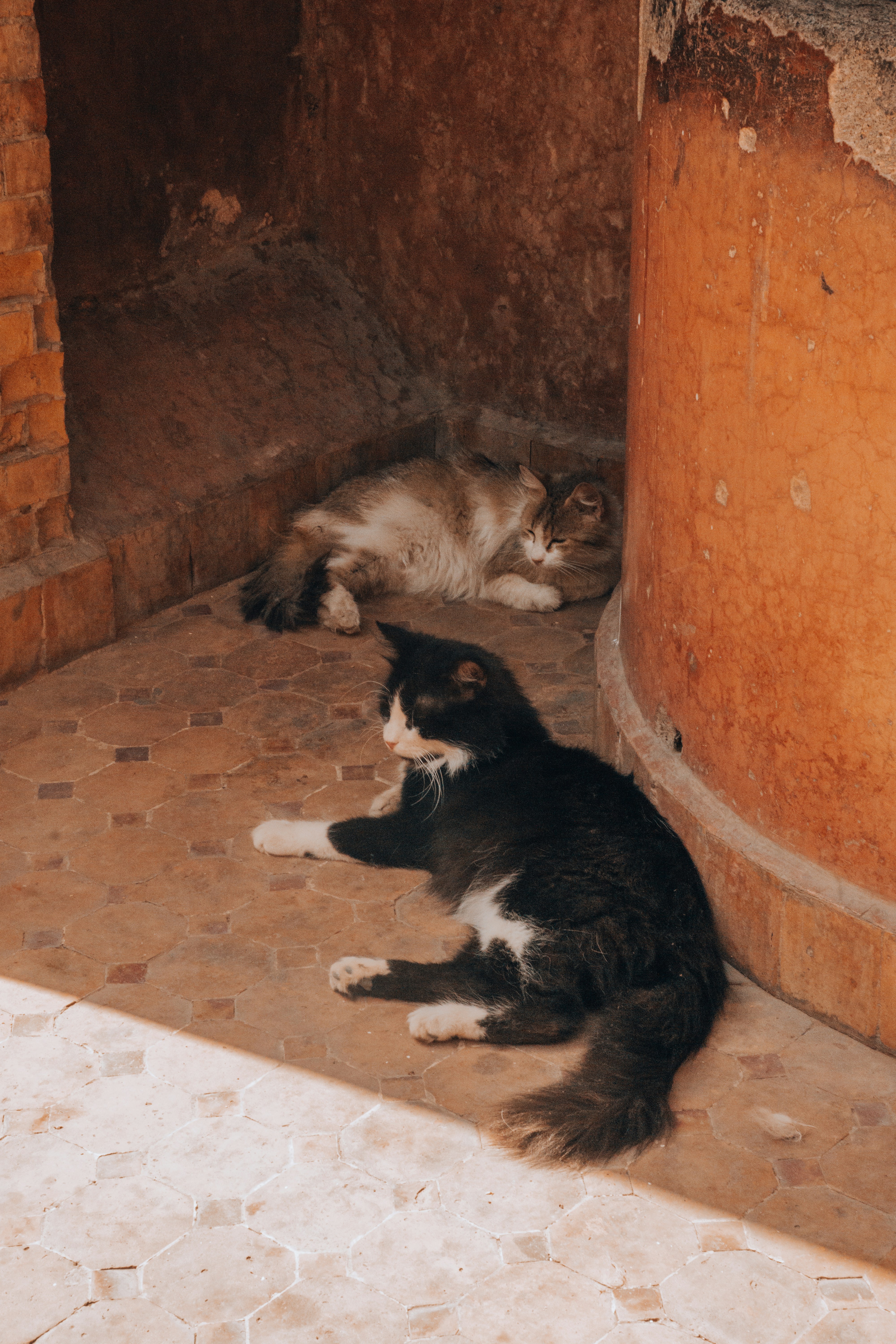 Two cats relax on a tiled surface.