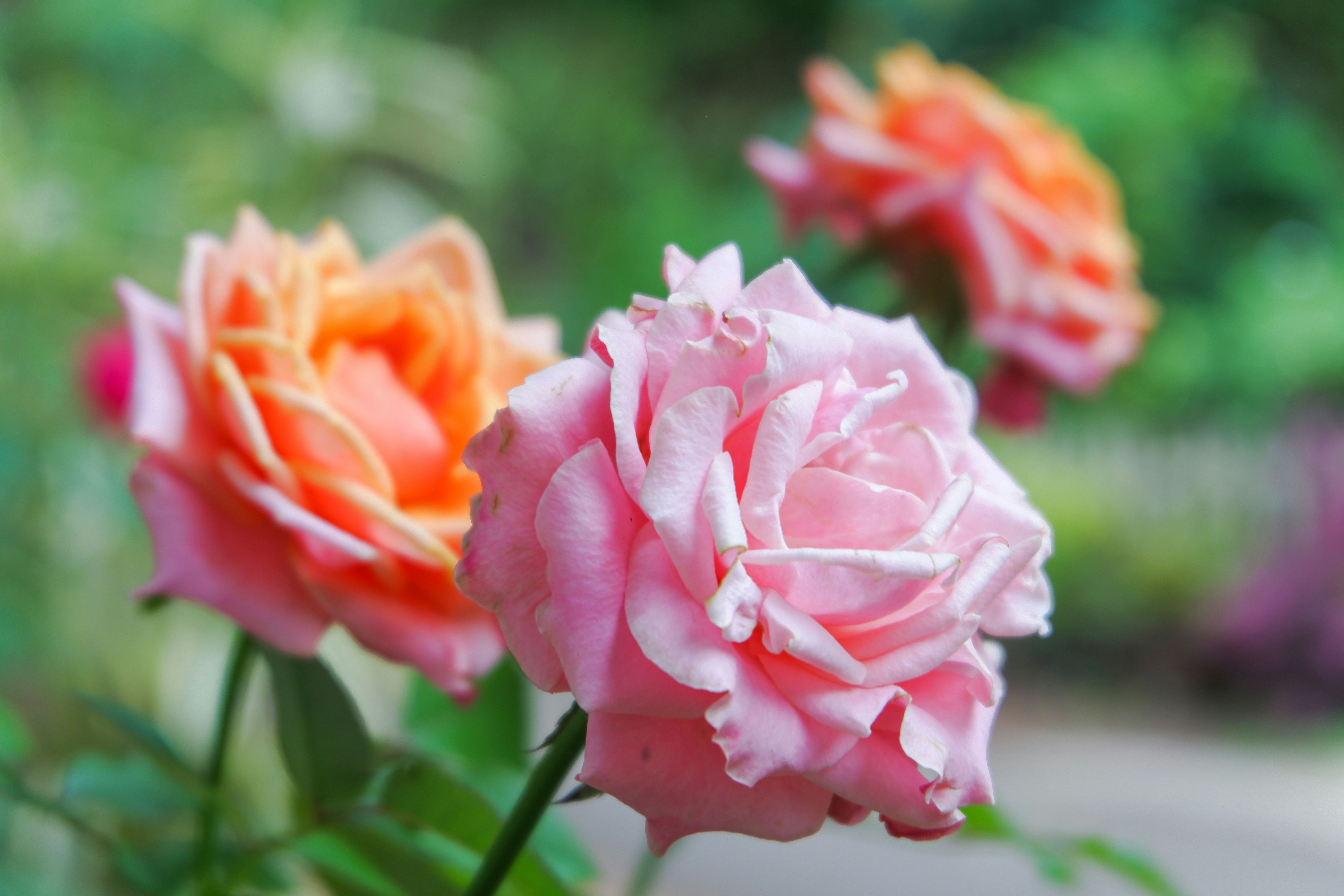 Photo by ayudiafatma