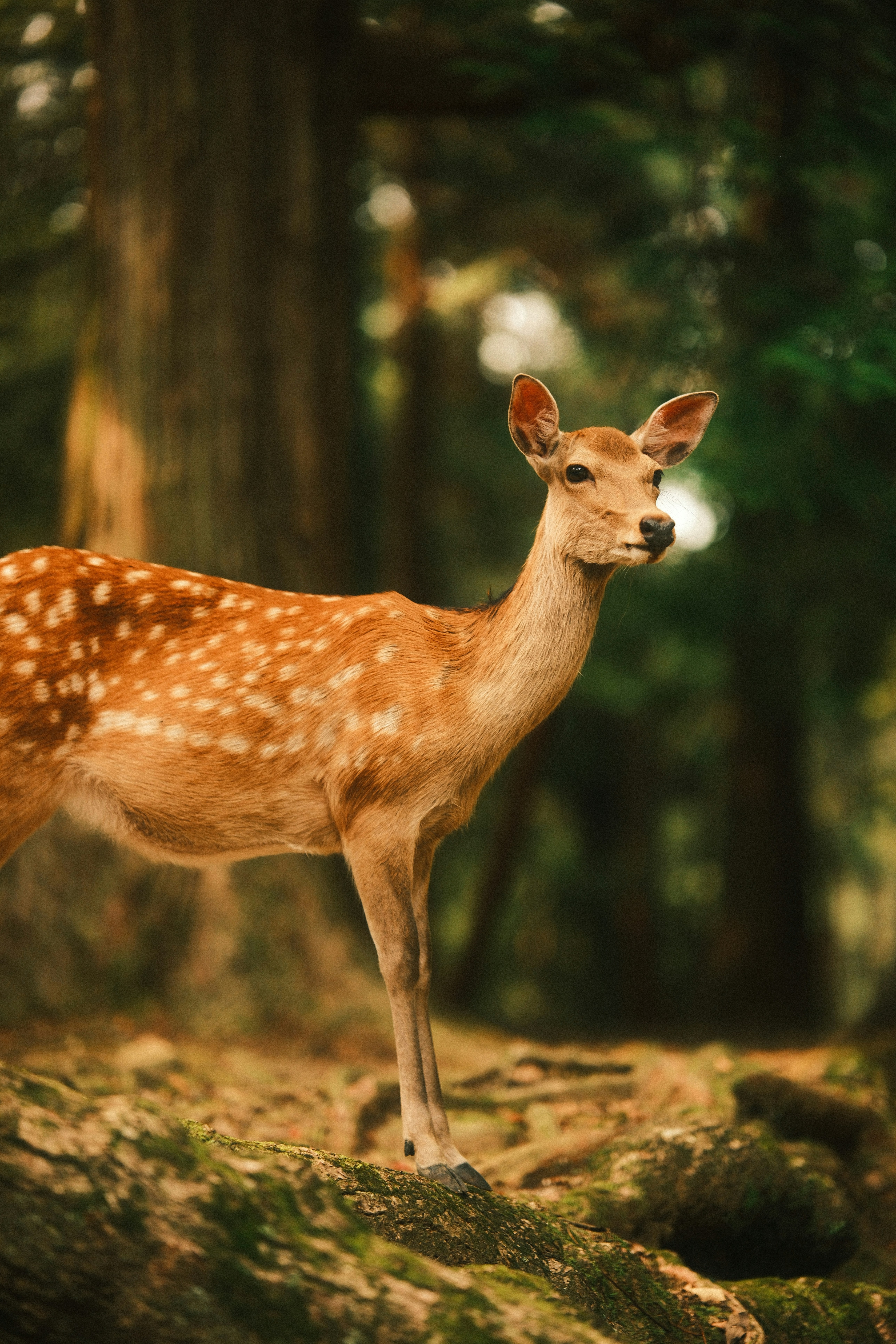 Photo by ginkgoshutter