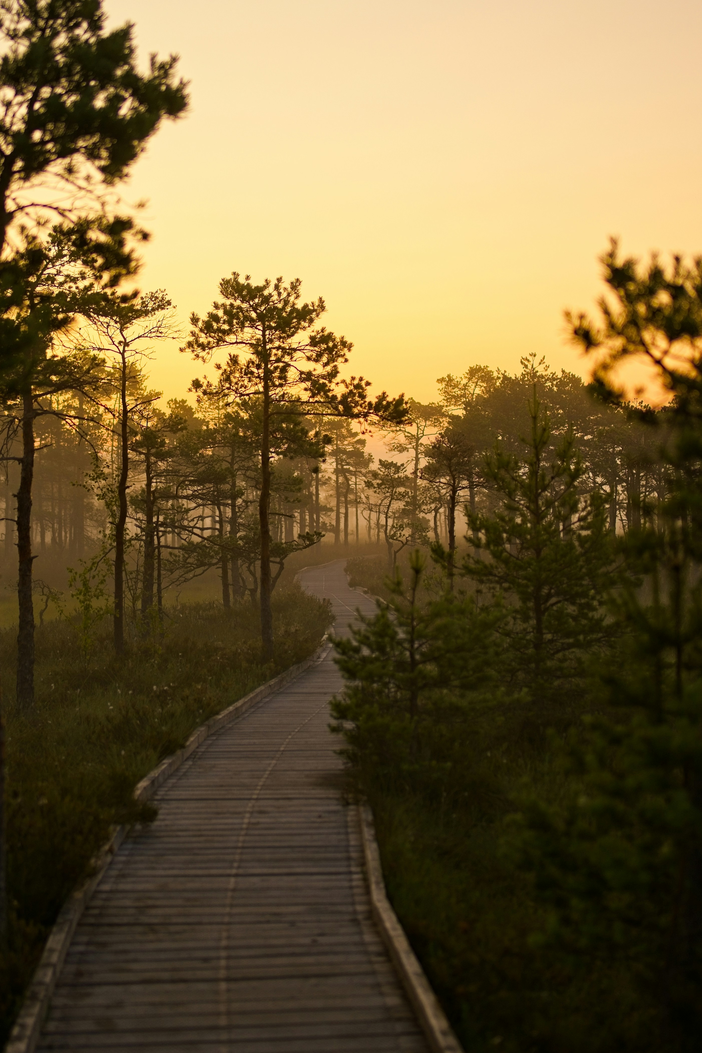 Wooden path winds through a misty forest at sunset.