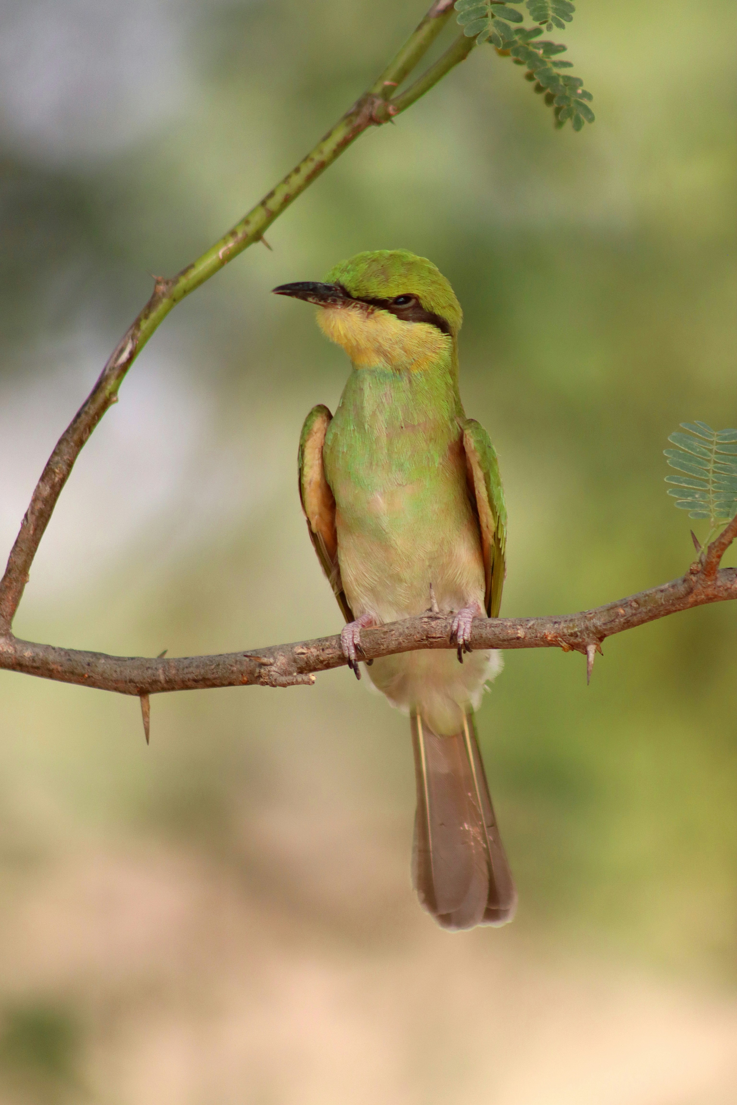 Un oiseau guêpier vert est perché sur une branche.