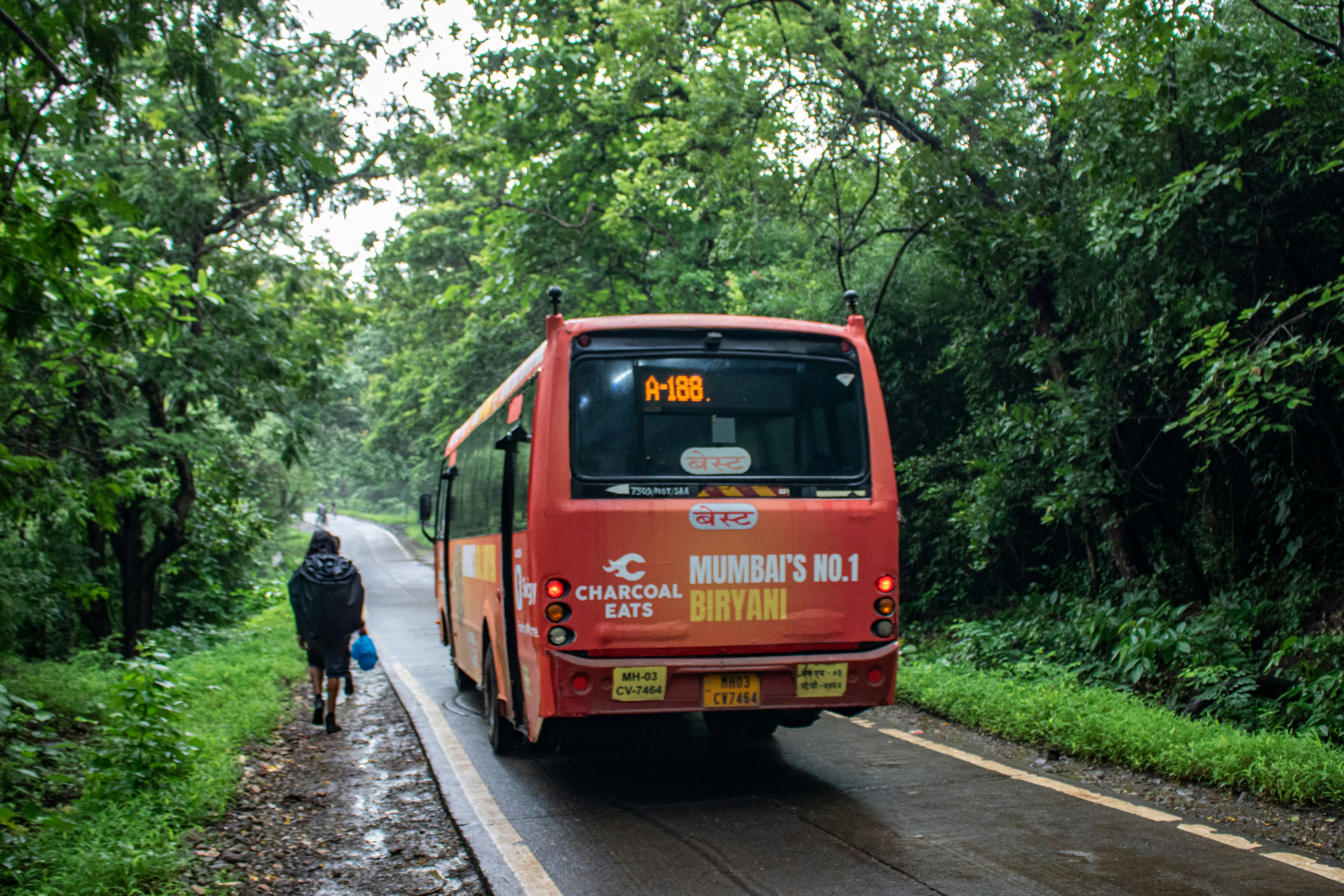 Rainy forest canopy, ilustrasi artikel Stay Dry & Cozy: Top Family Camping Tents for Rainy Weather 2