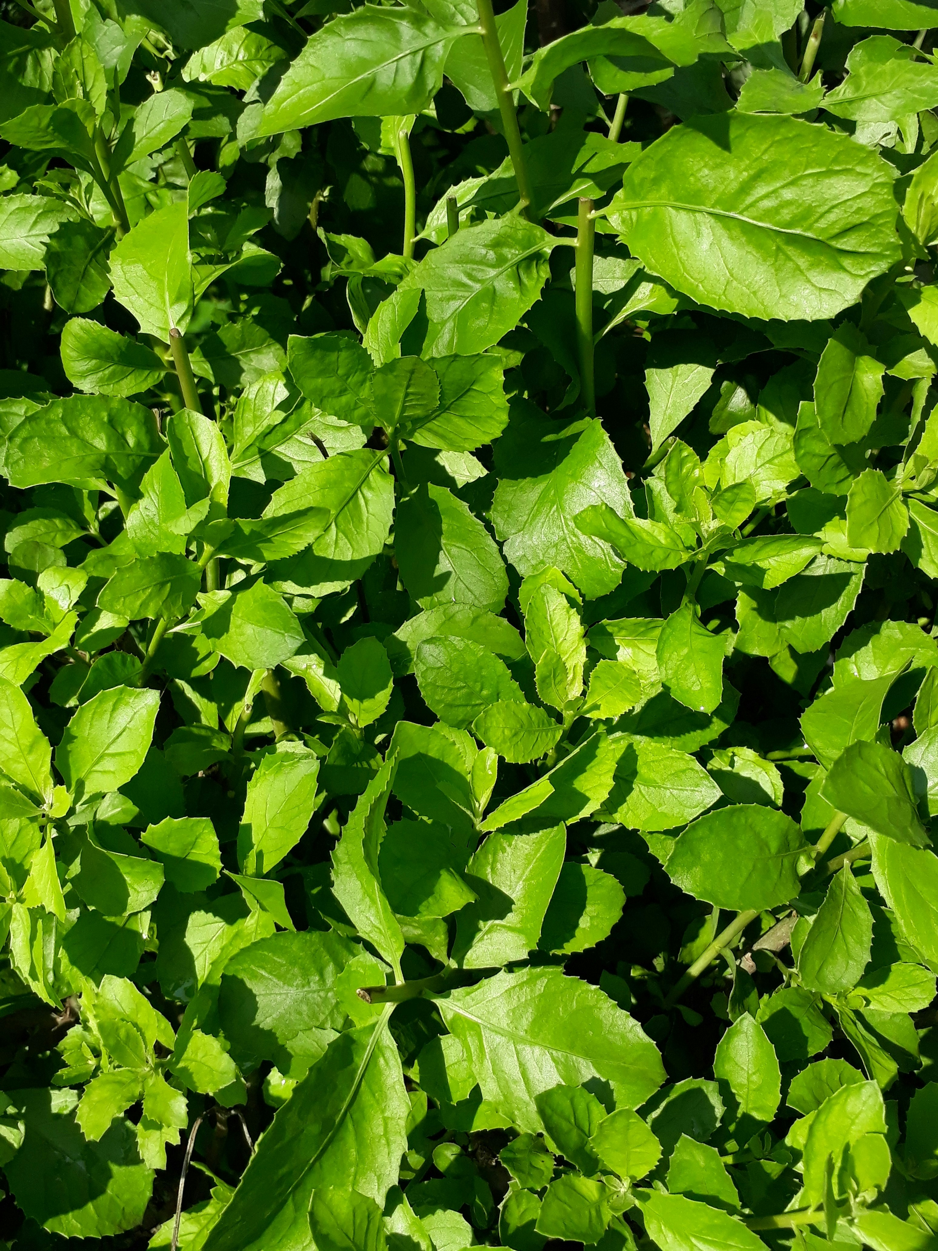 Photo by milaoktasafitri