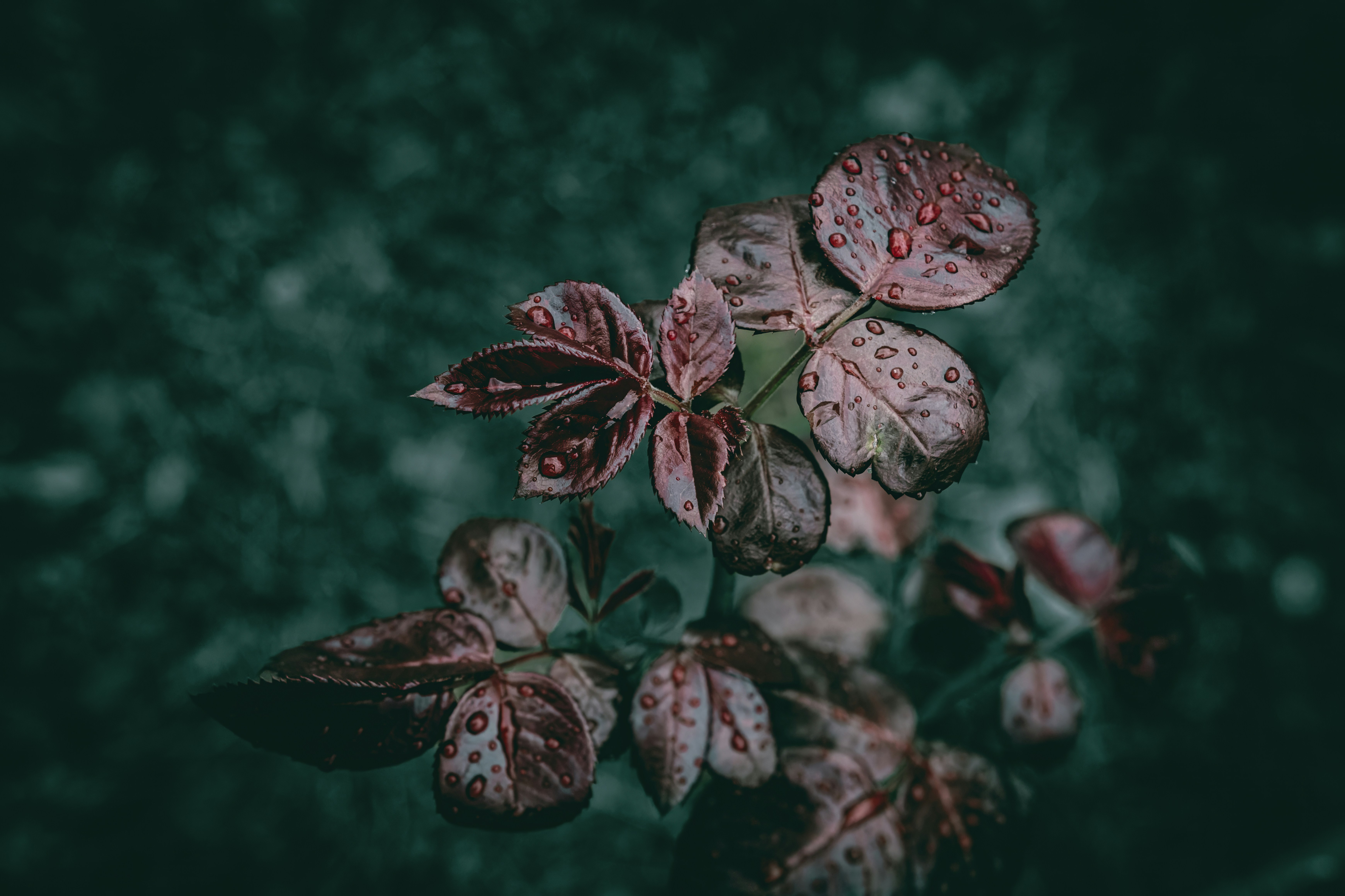 Photo by wyxina