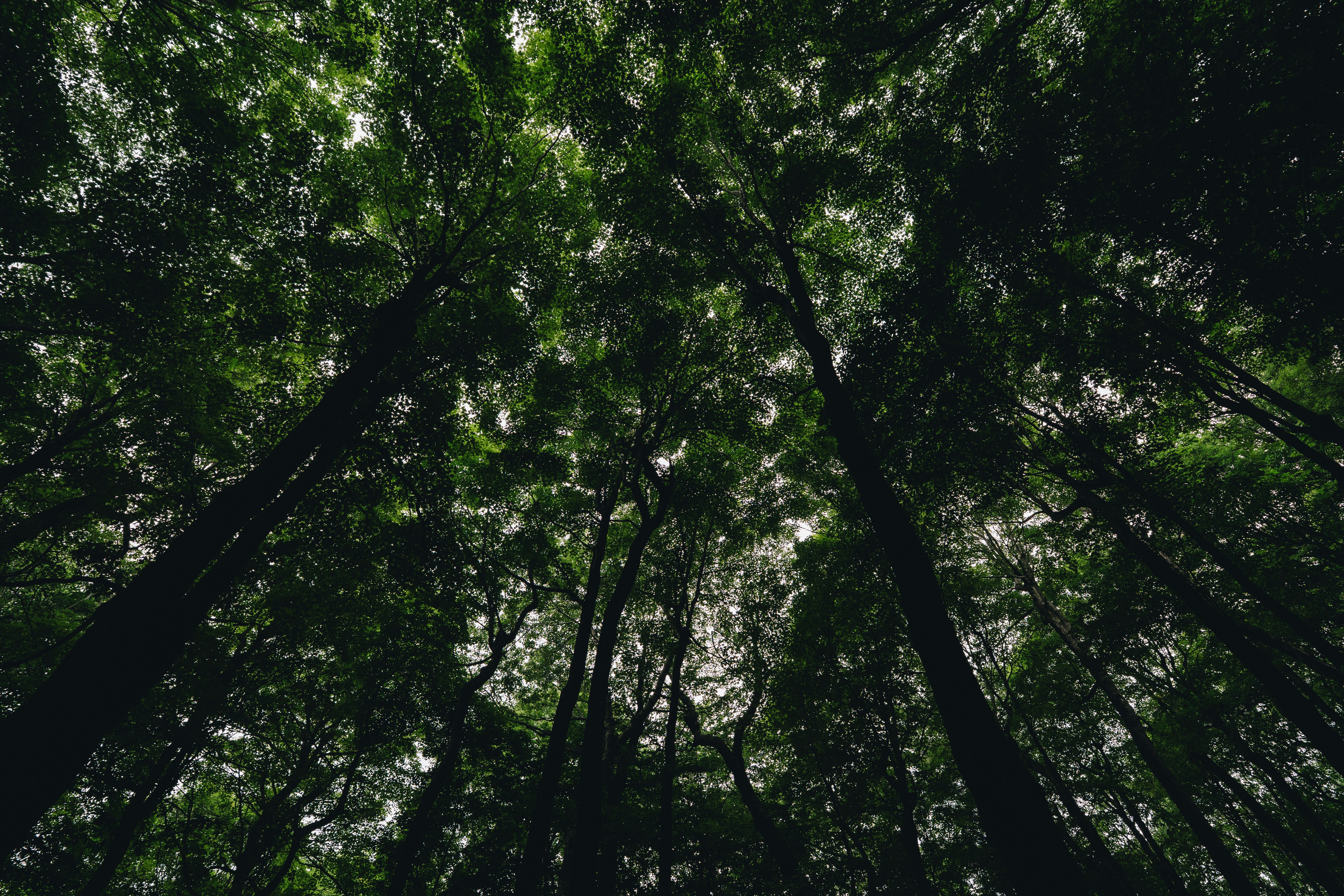 Photo by user90807060