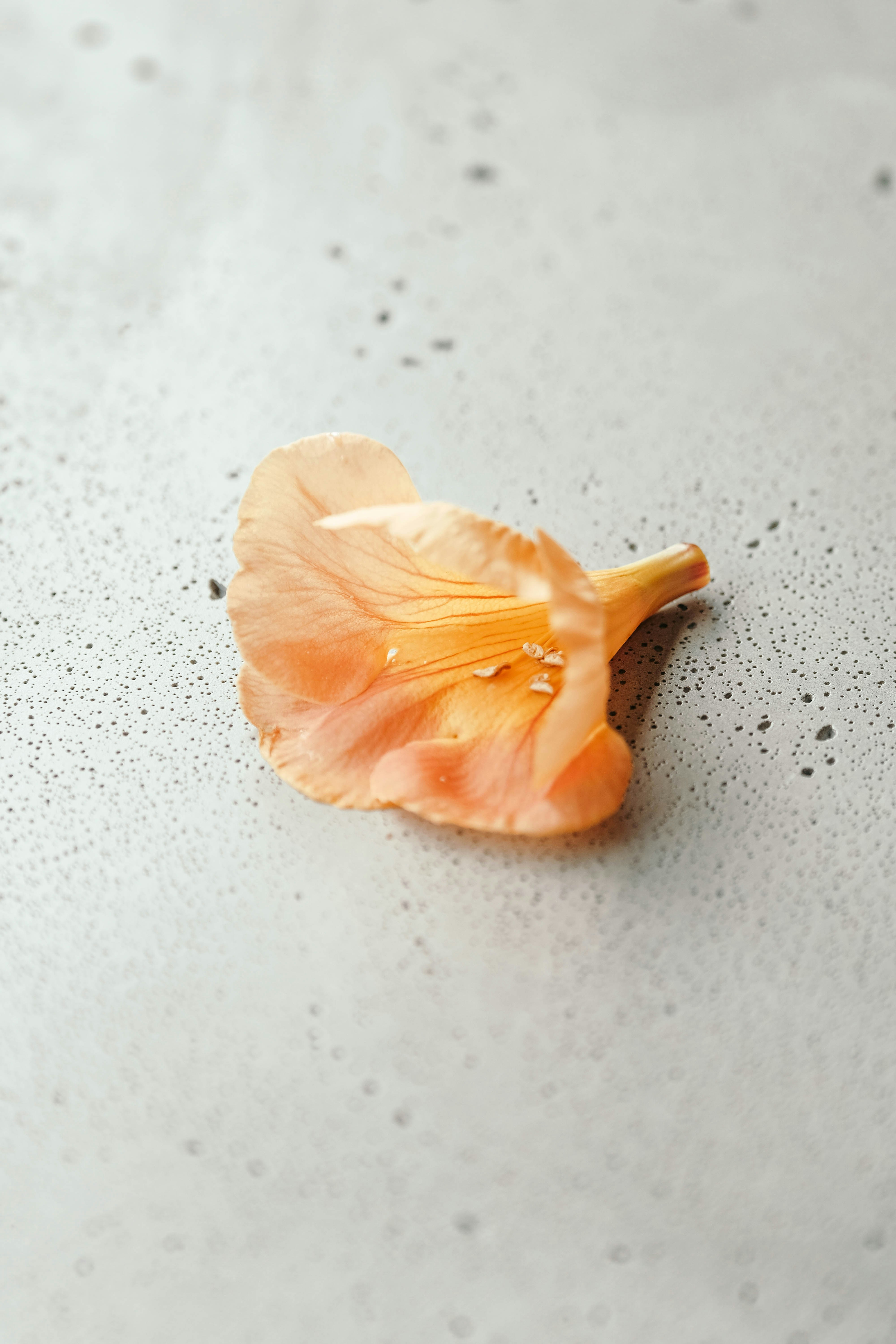 A delicate orange flower petal rests.