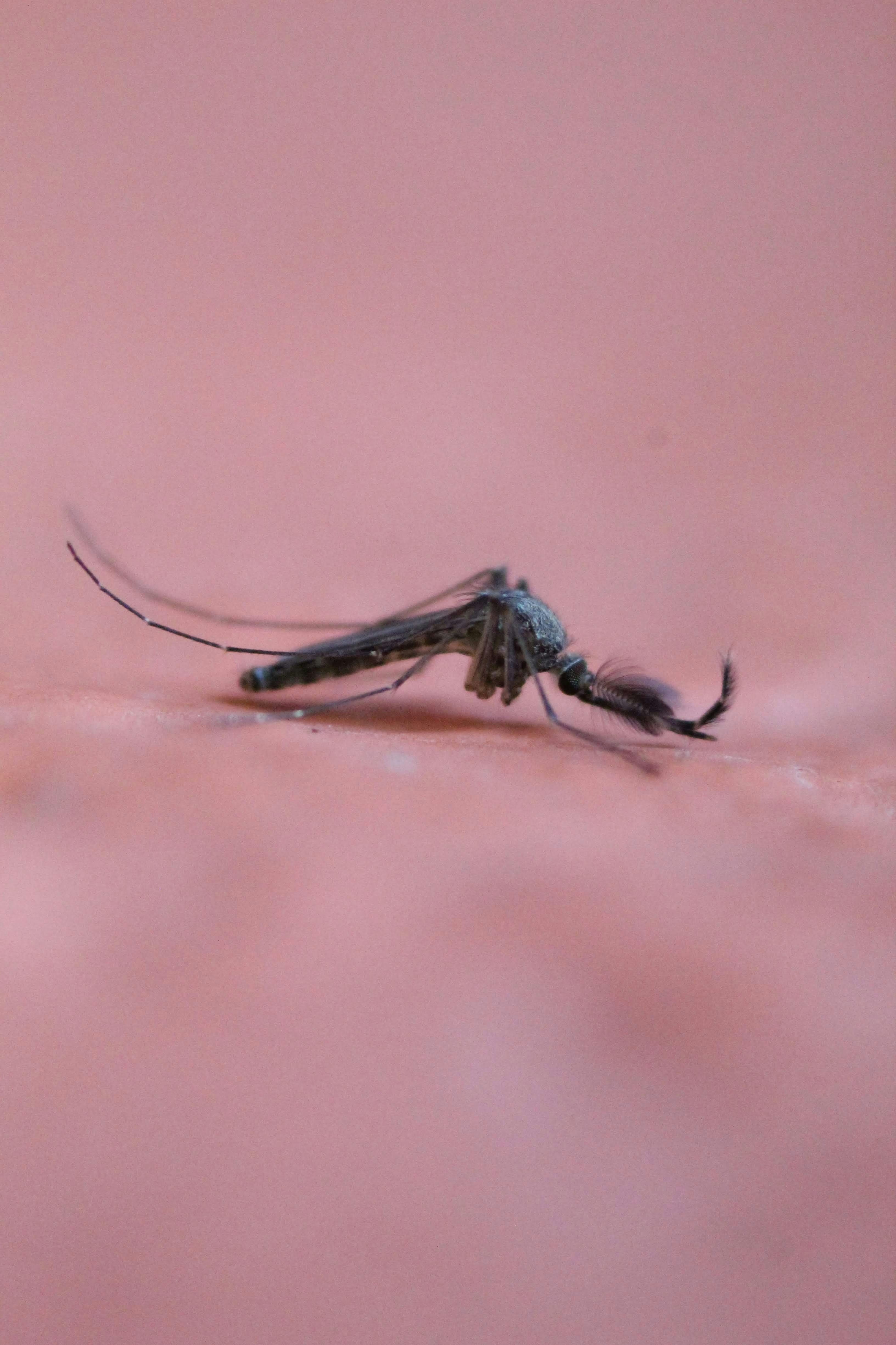 A close-up image of a mosquito insect.