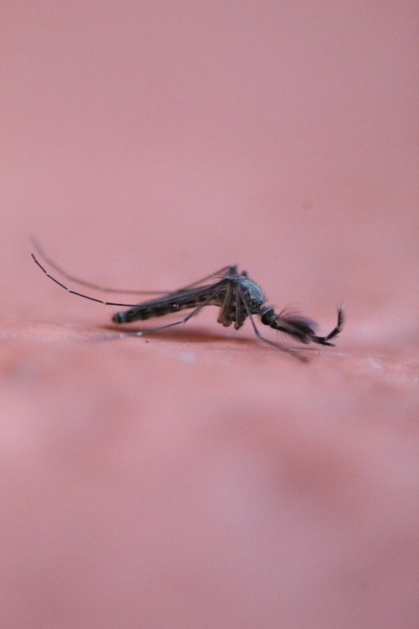 An Aedes mosquito biting skin — the species that spreads dengue