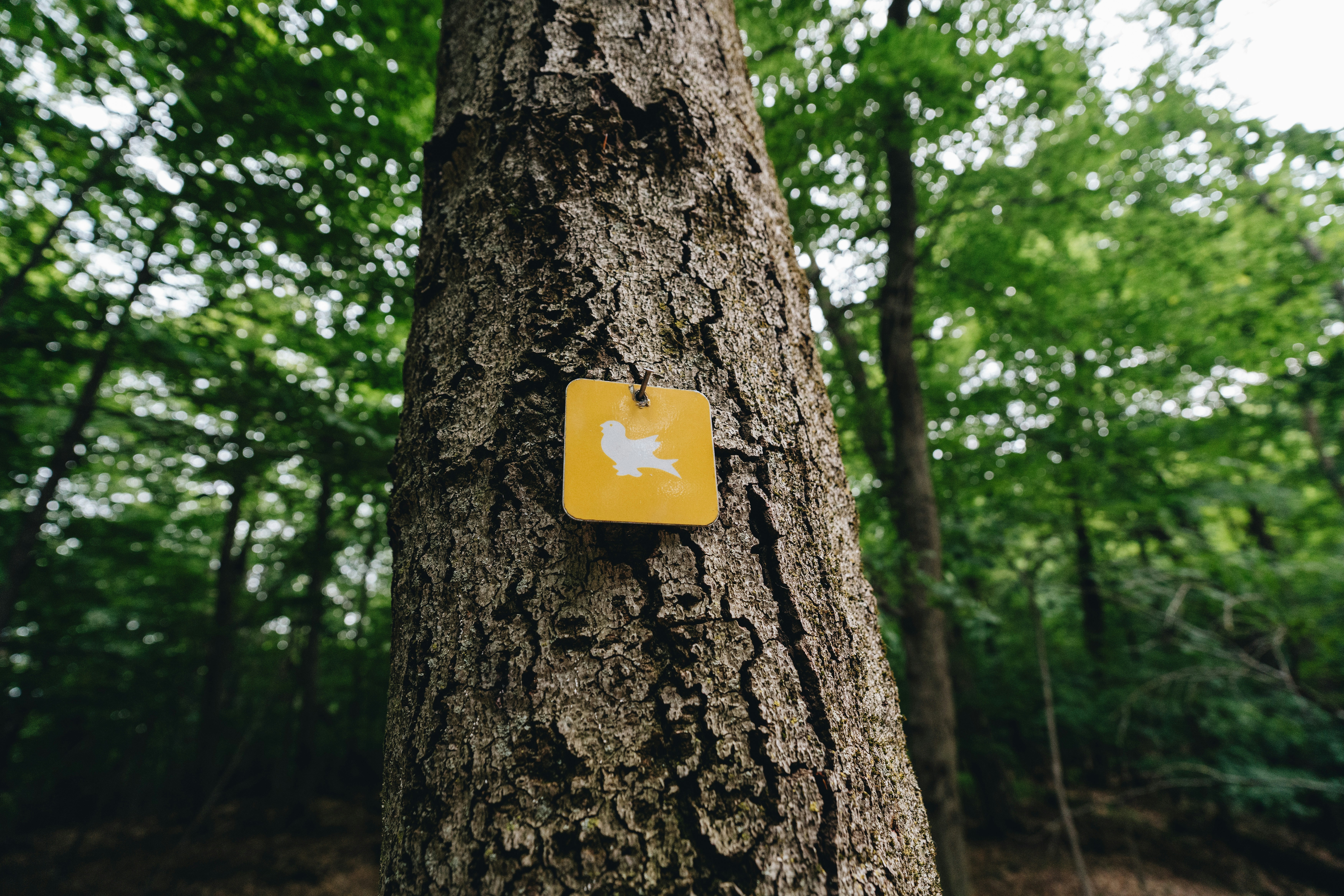 A yellow trail marker is attached to a tree.