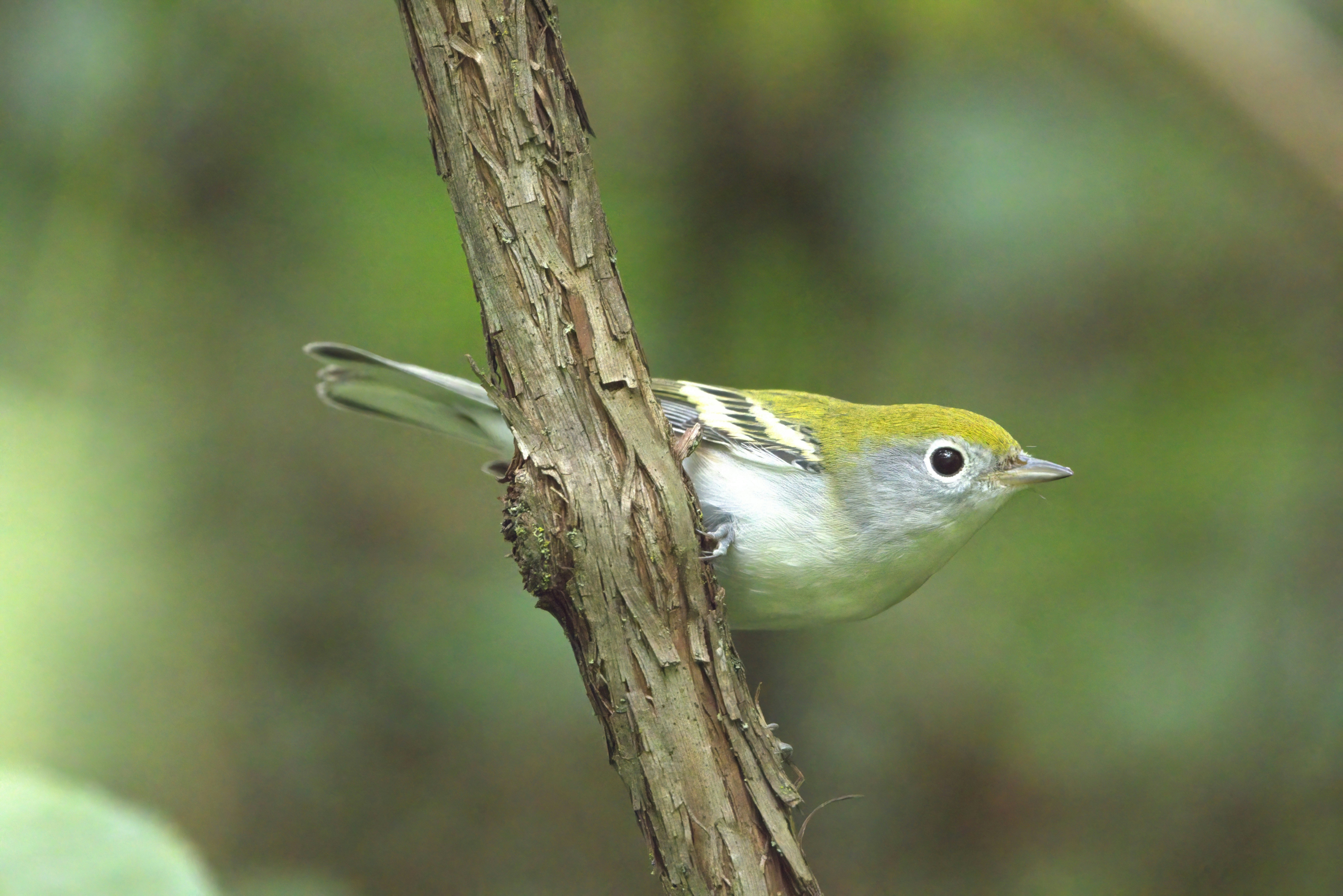 Photo by stephgibeaultart