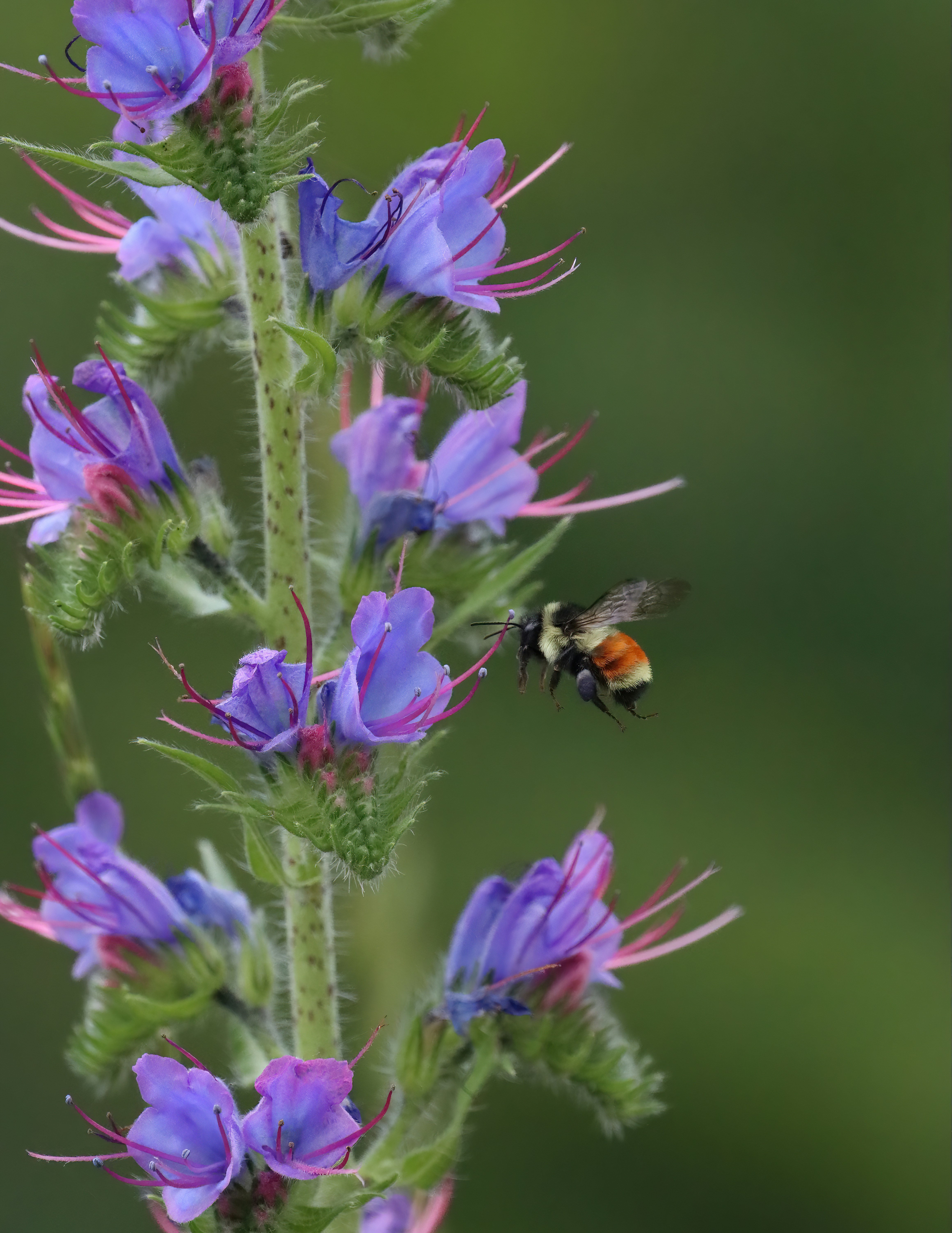 Une abeille s’approche d’une fleur violette.