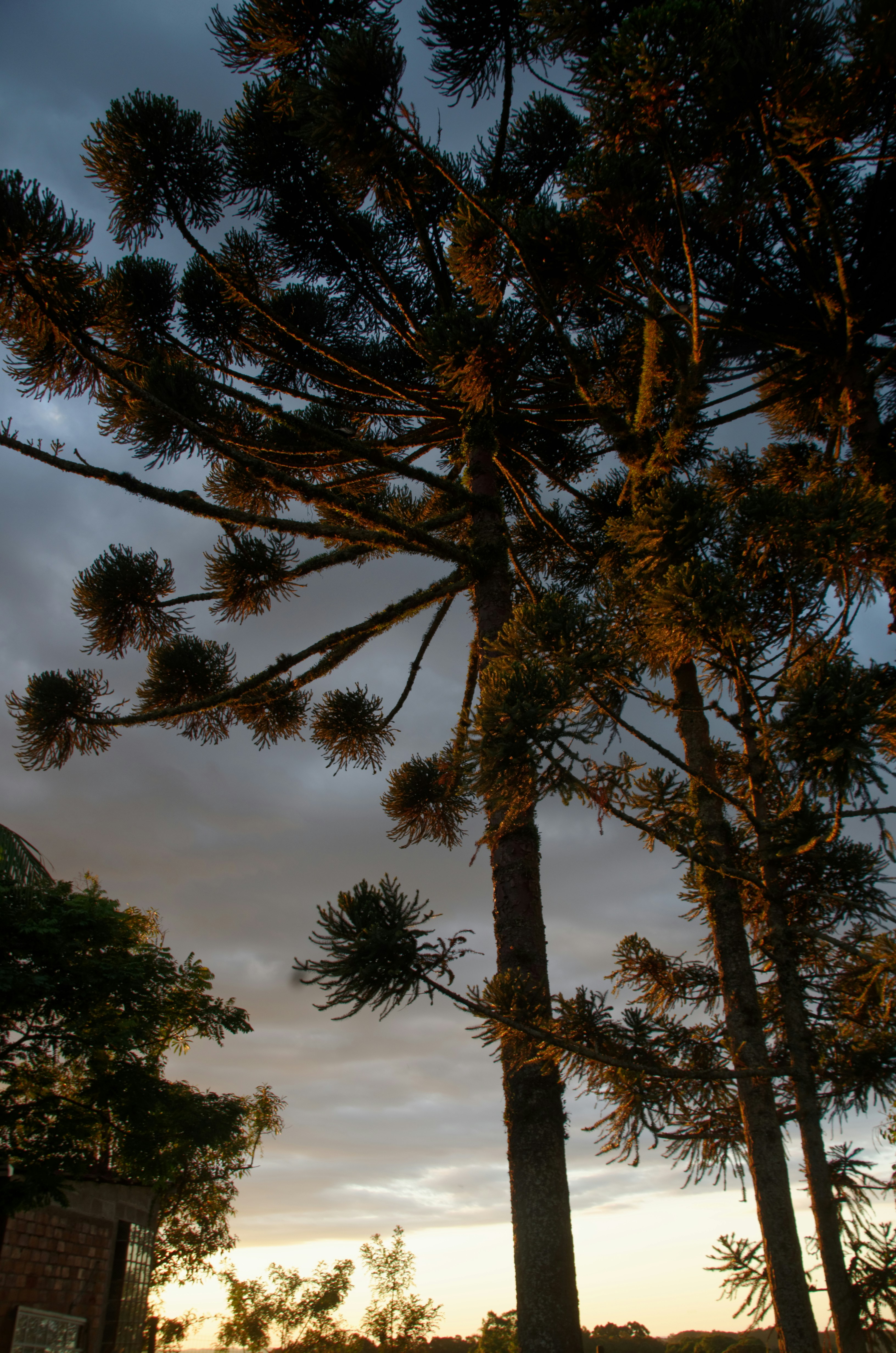 Trees stand tall against a cloudy sunset sky.