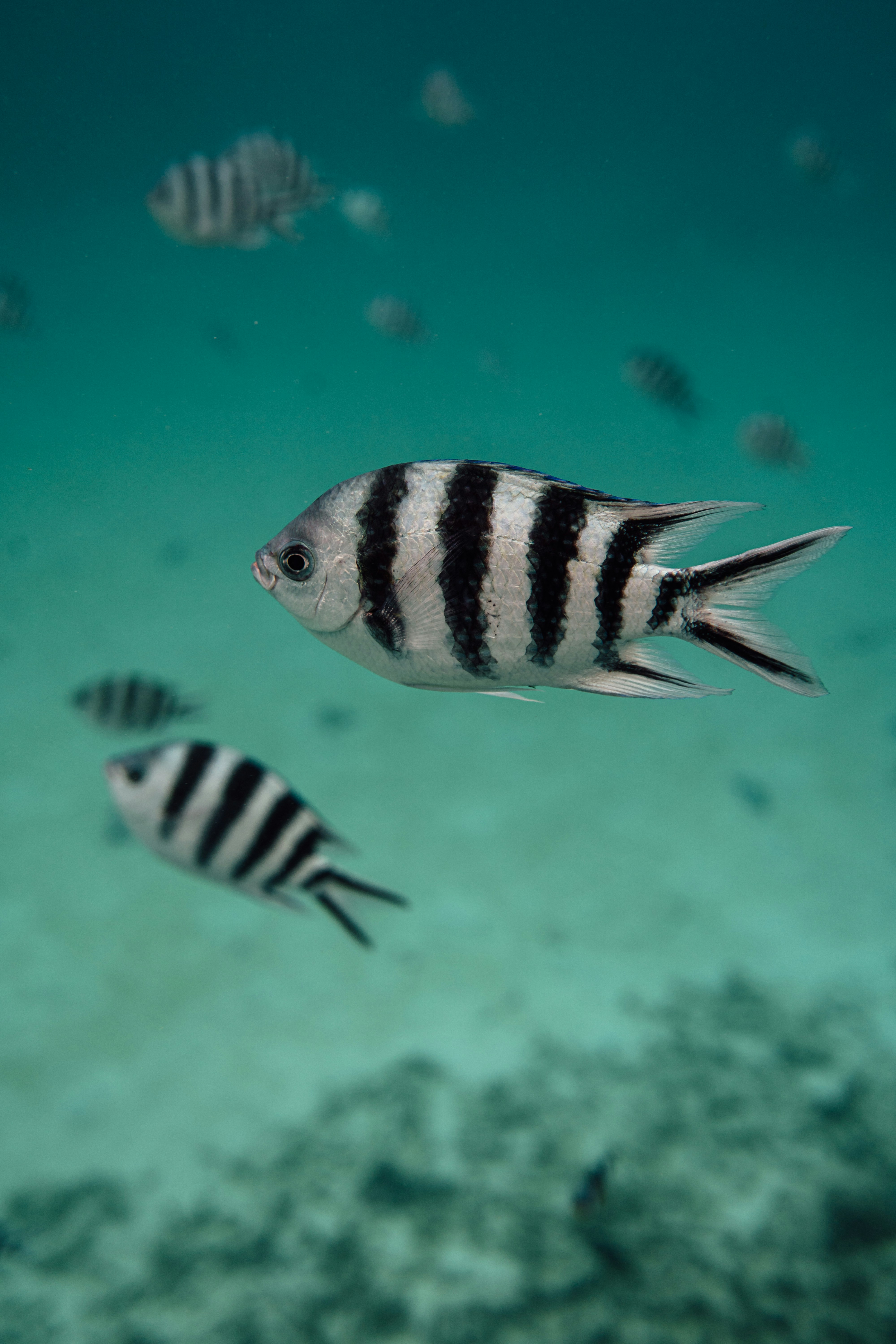 Ikan sersan mayor bergaris berenang di bawah air.