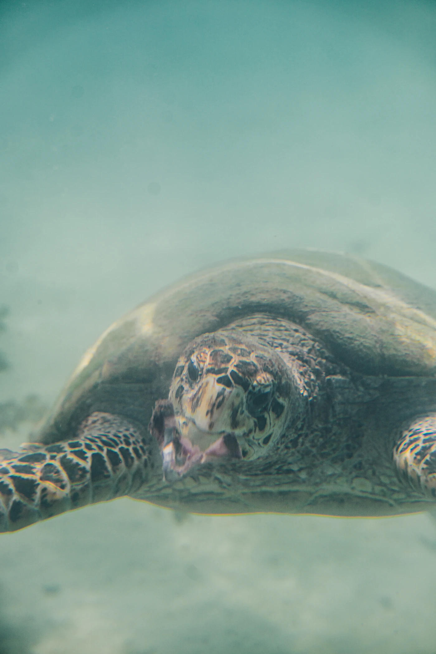 Tortuga marina nadando en aguas del mar Caribe