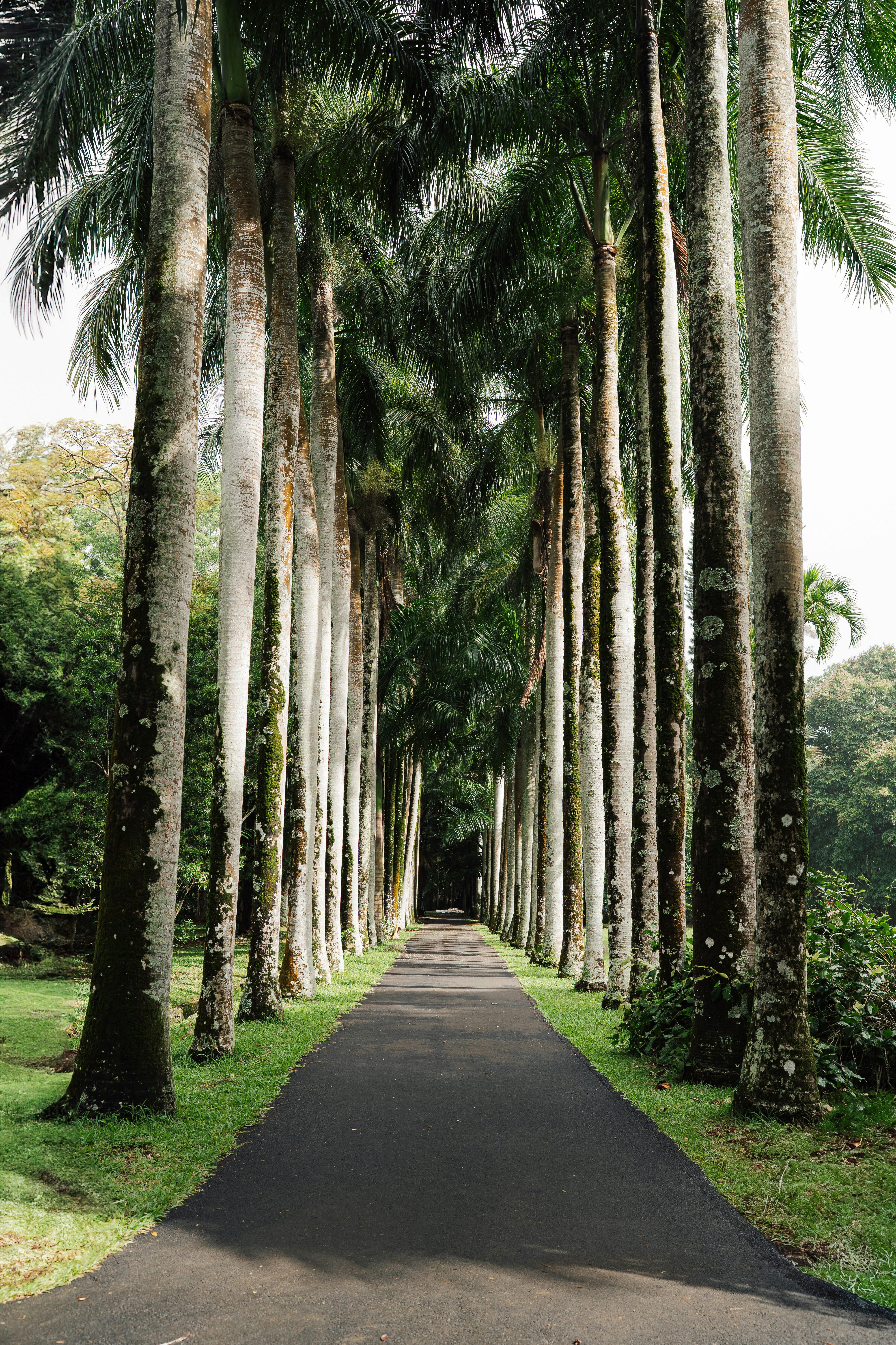 Traditional Kandy dancers performing