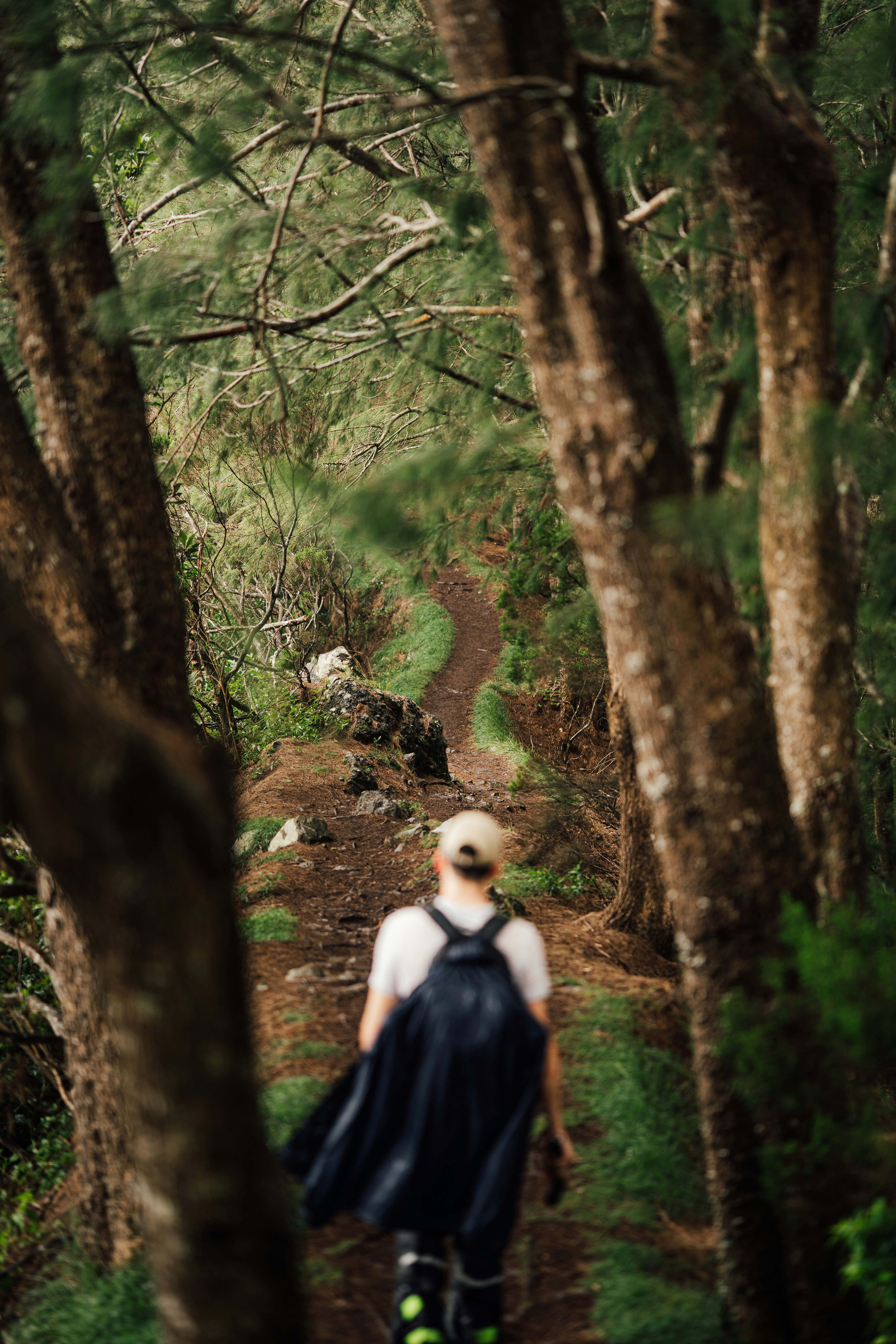 A person walks down a winding forest path.