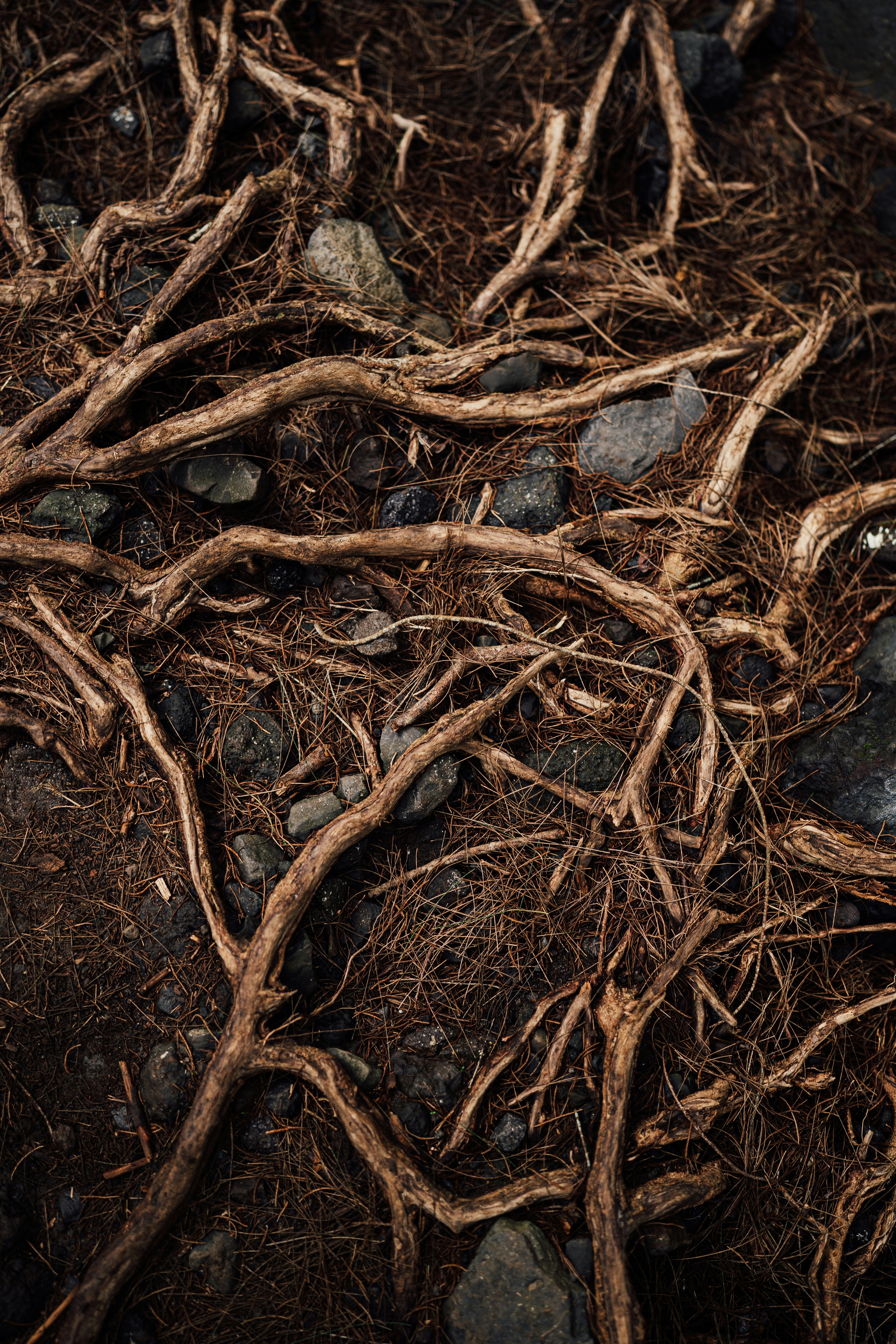 Exposed tree roots lie on the ground. photo – Free Root Image on Unsplash