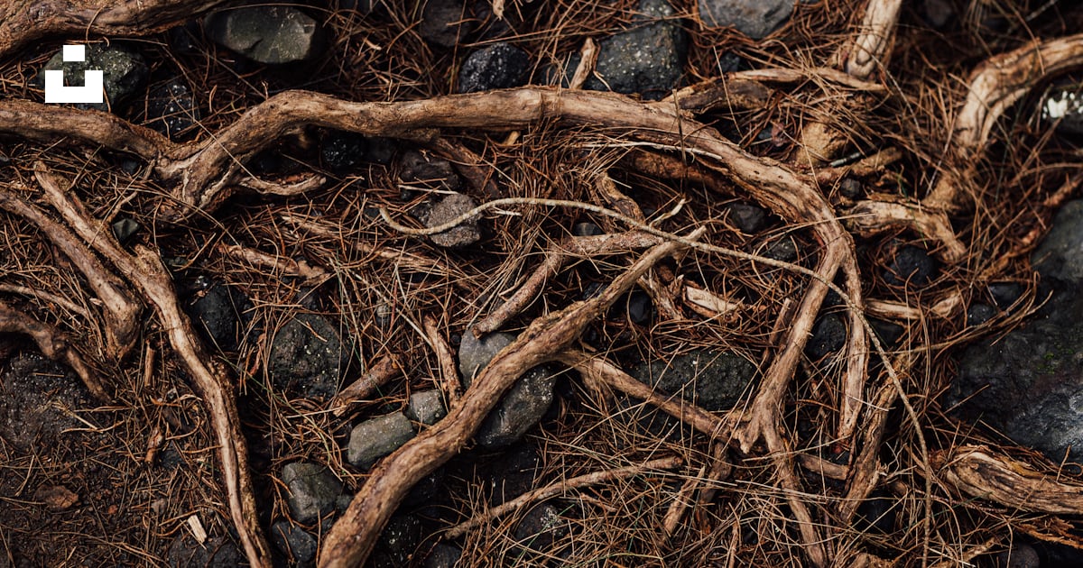 Exposed tree roots lie on the ground. photo – Free Root Image on Unsplash
