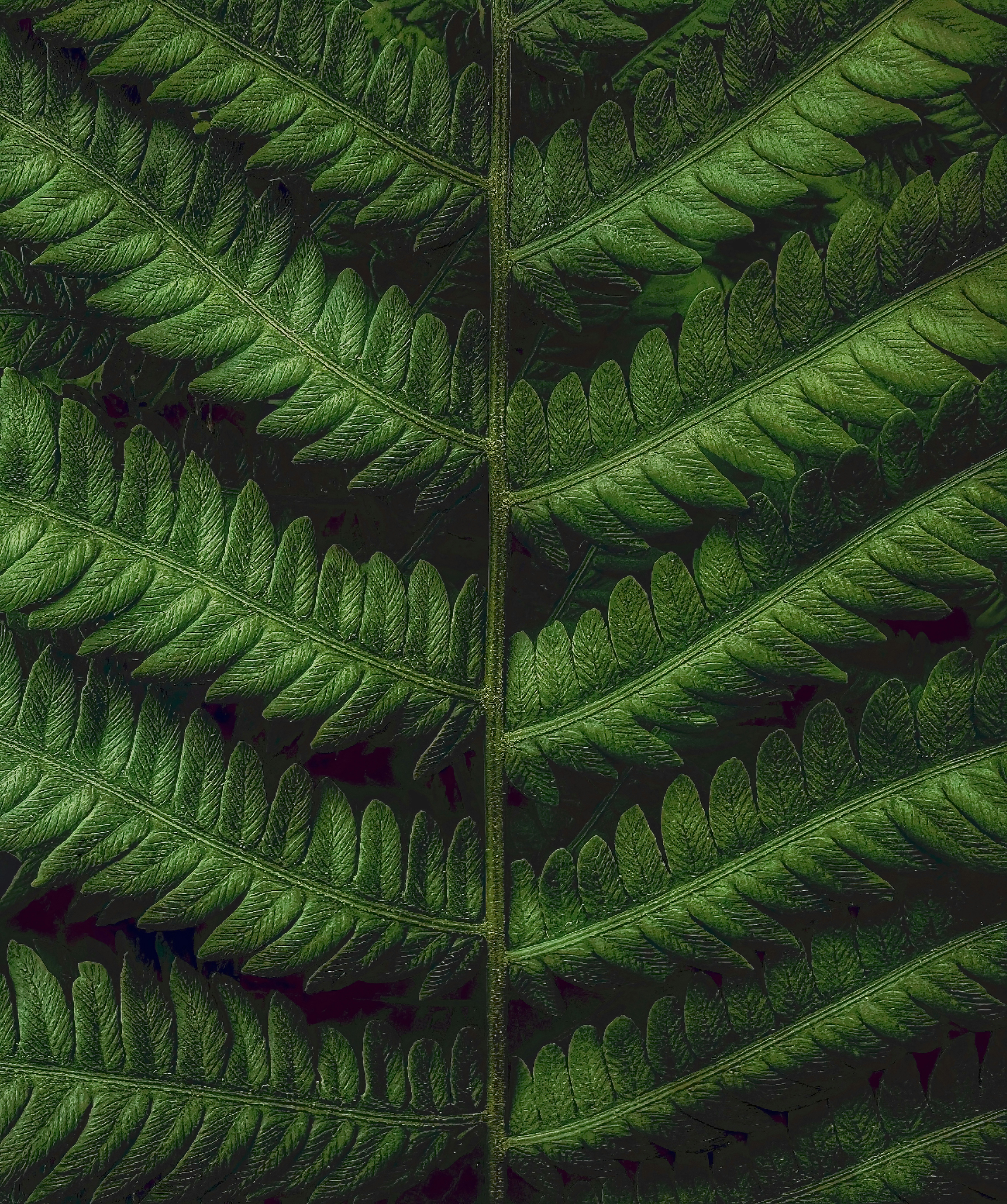 Photo by stephgibeaultart