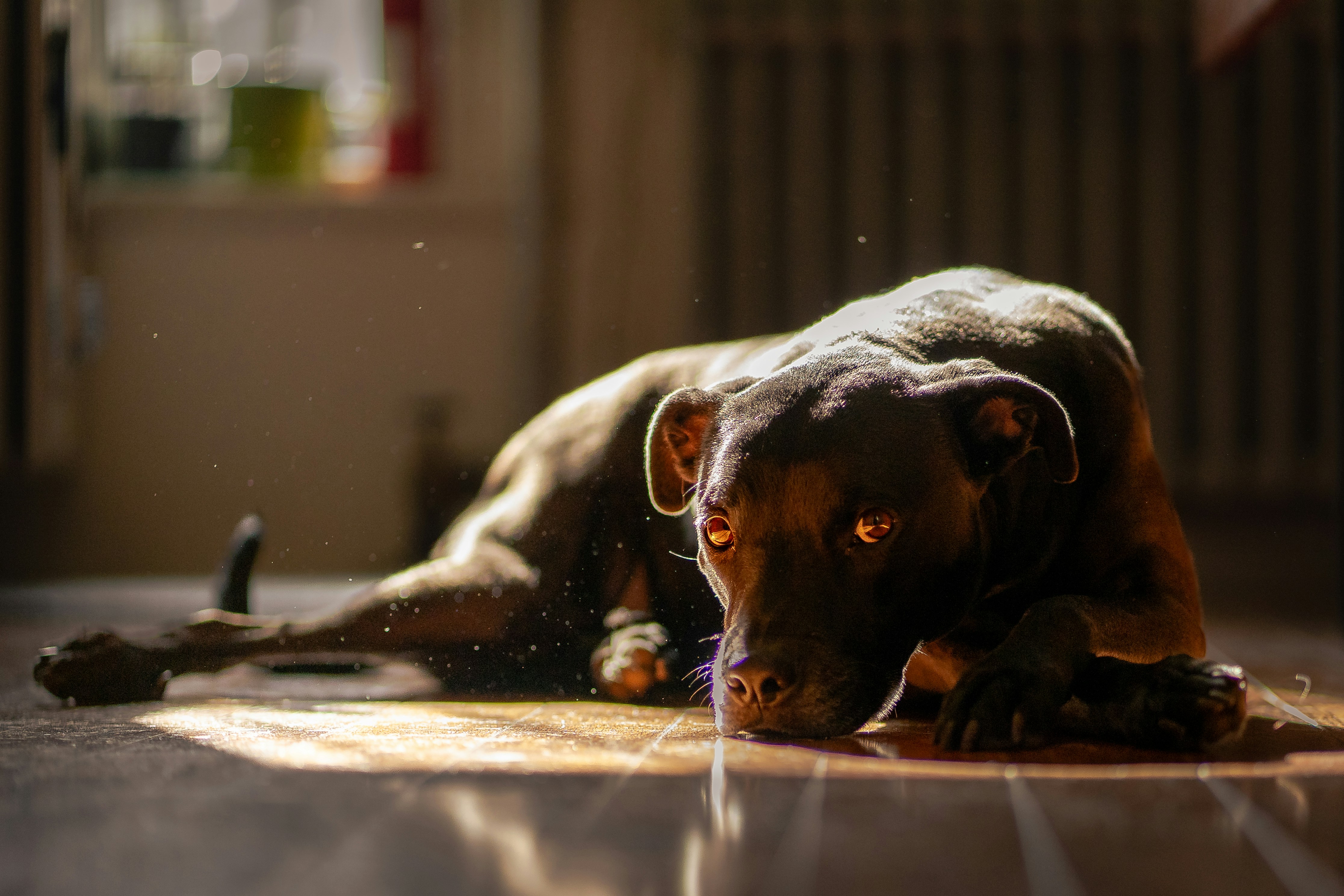 A dog lies calmly on the floor.