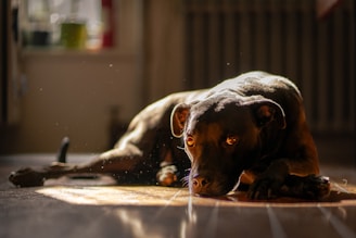 How to Improve Your Dogs Mental Health at Home