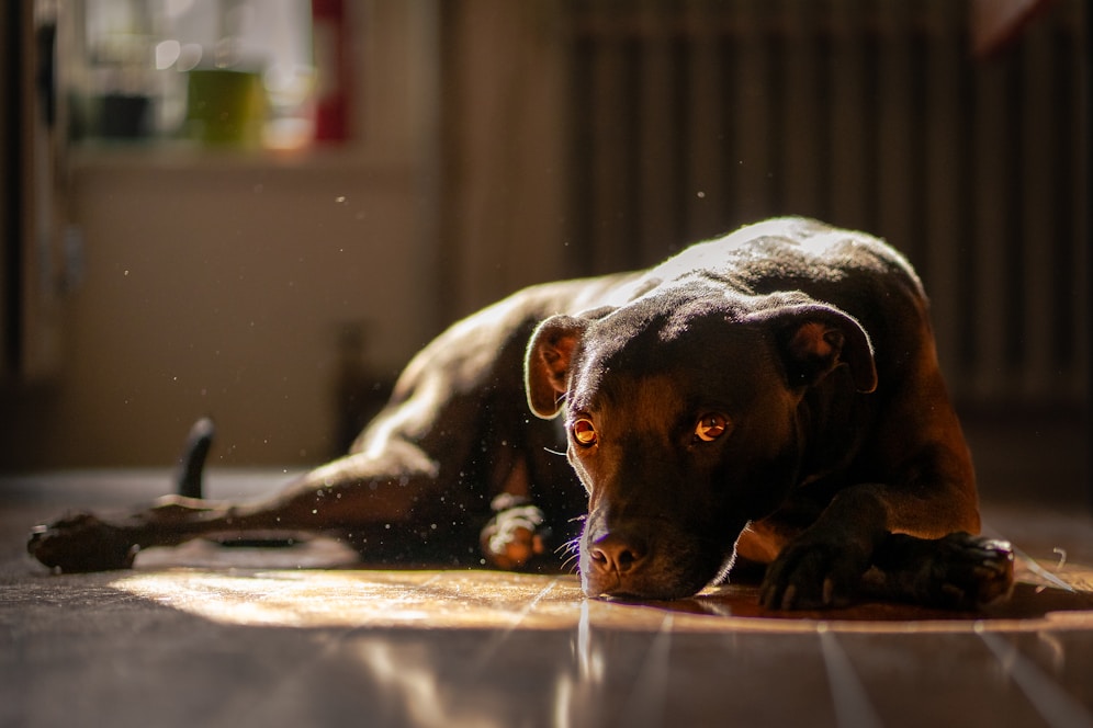 How to Improve Your Dogs Mental Health at Home
