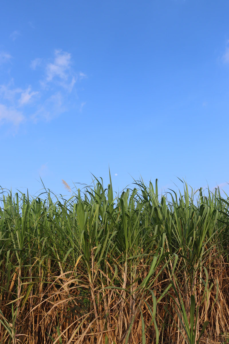 Pemandangan udara hamparan kebun tebu