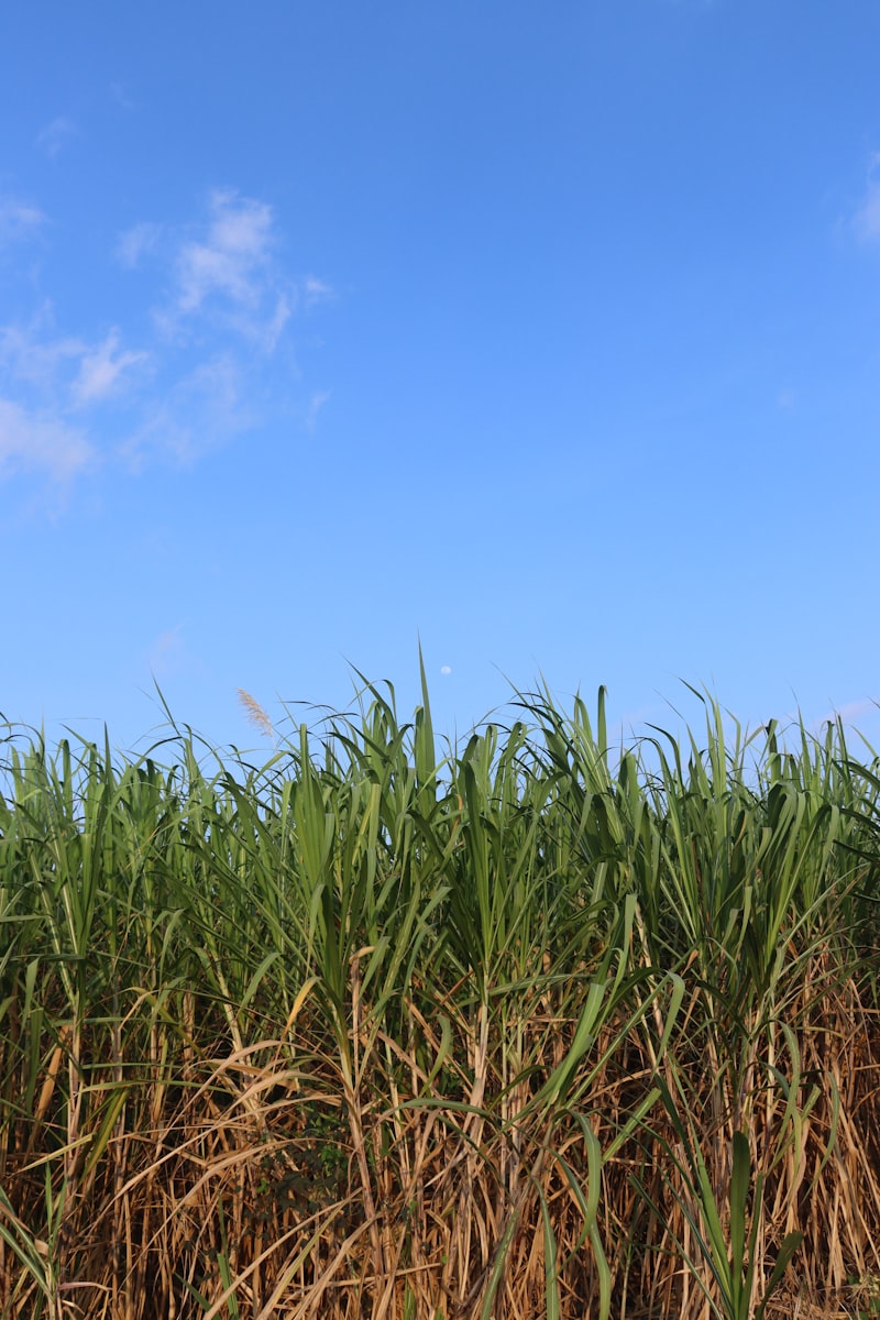 Sugar cane field