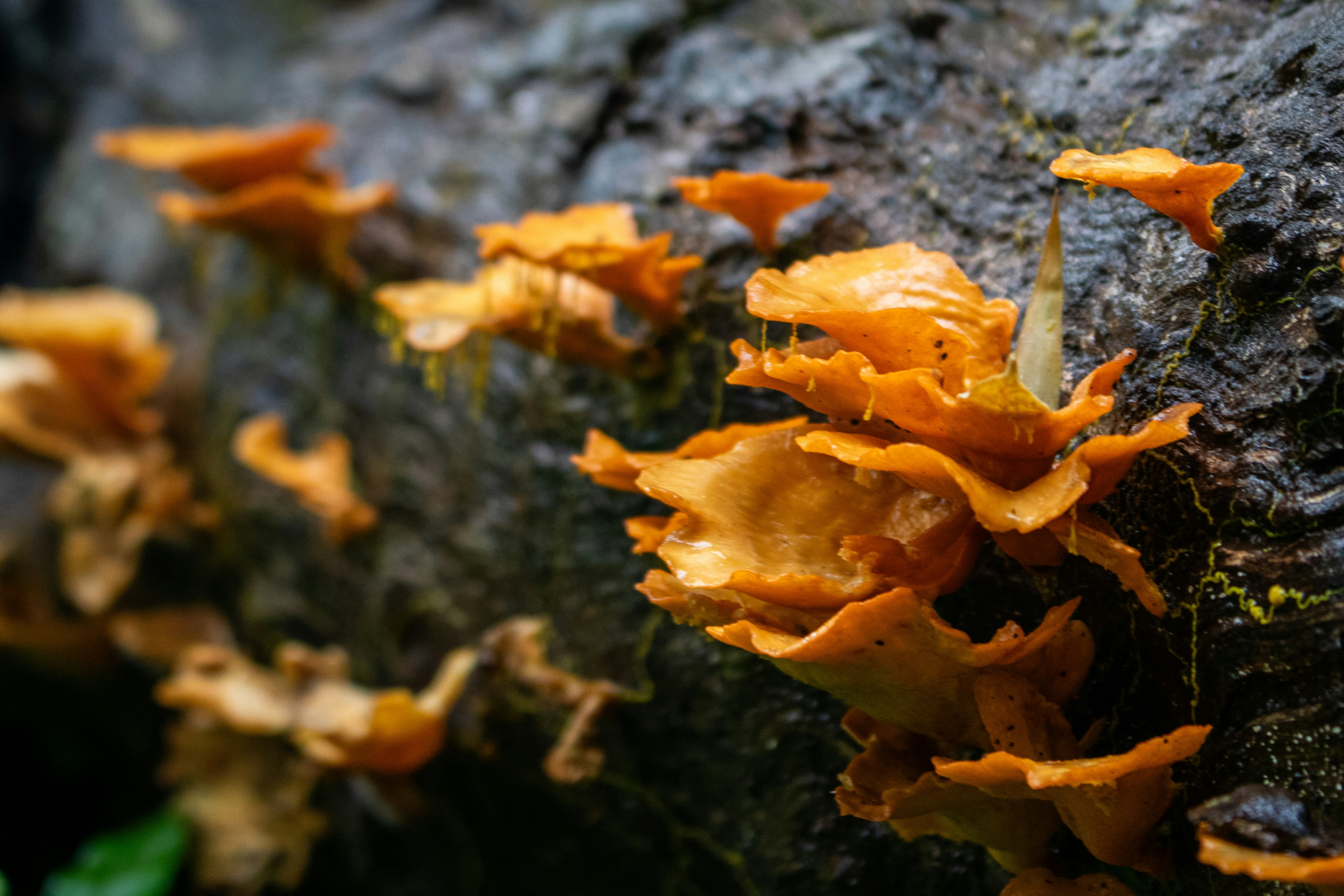 Photo by zoshuacolah