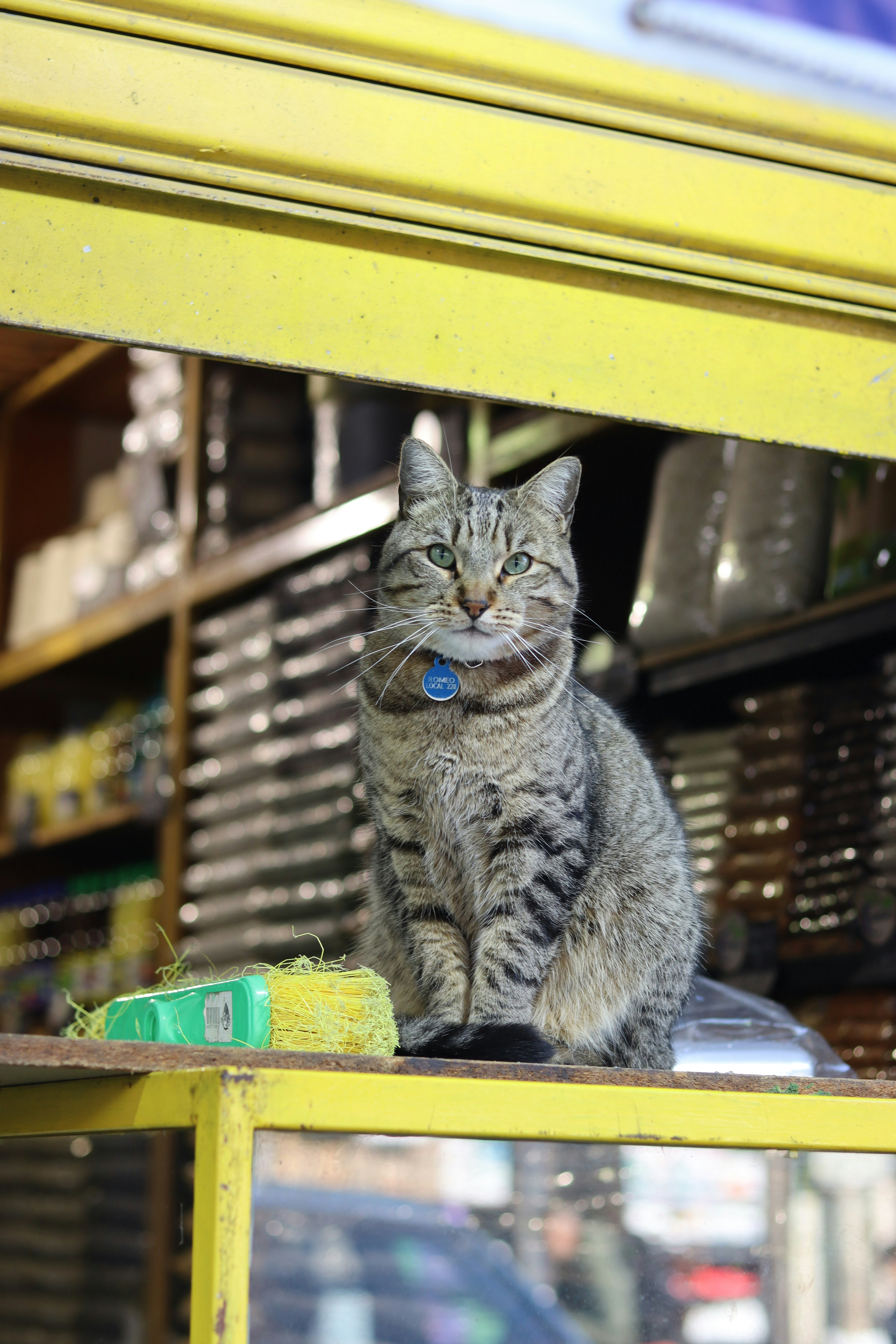 A cat sits in a storefront.