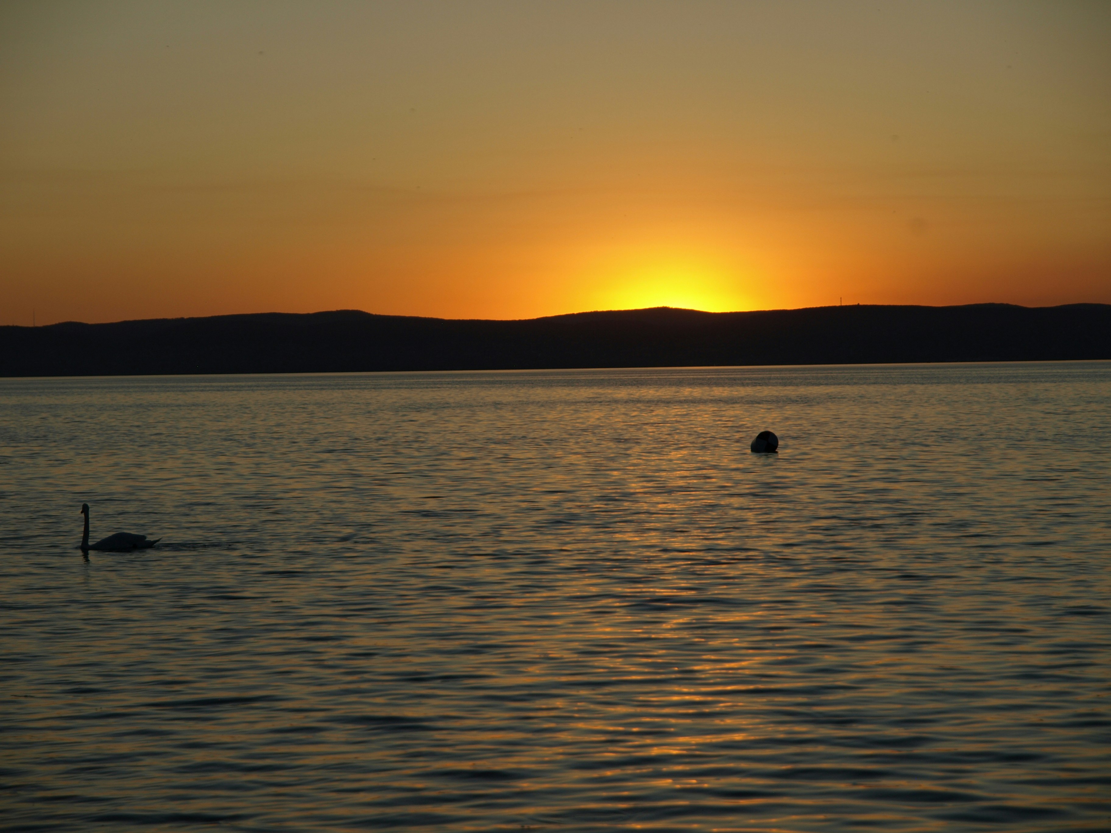 Lake sunset with swan