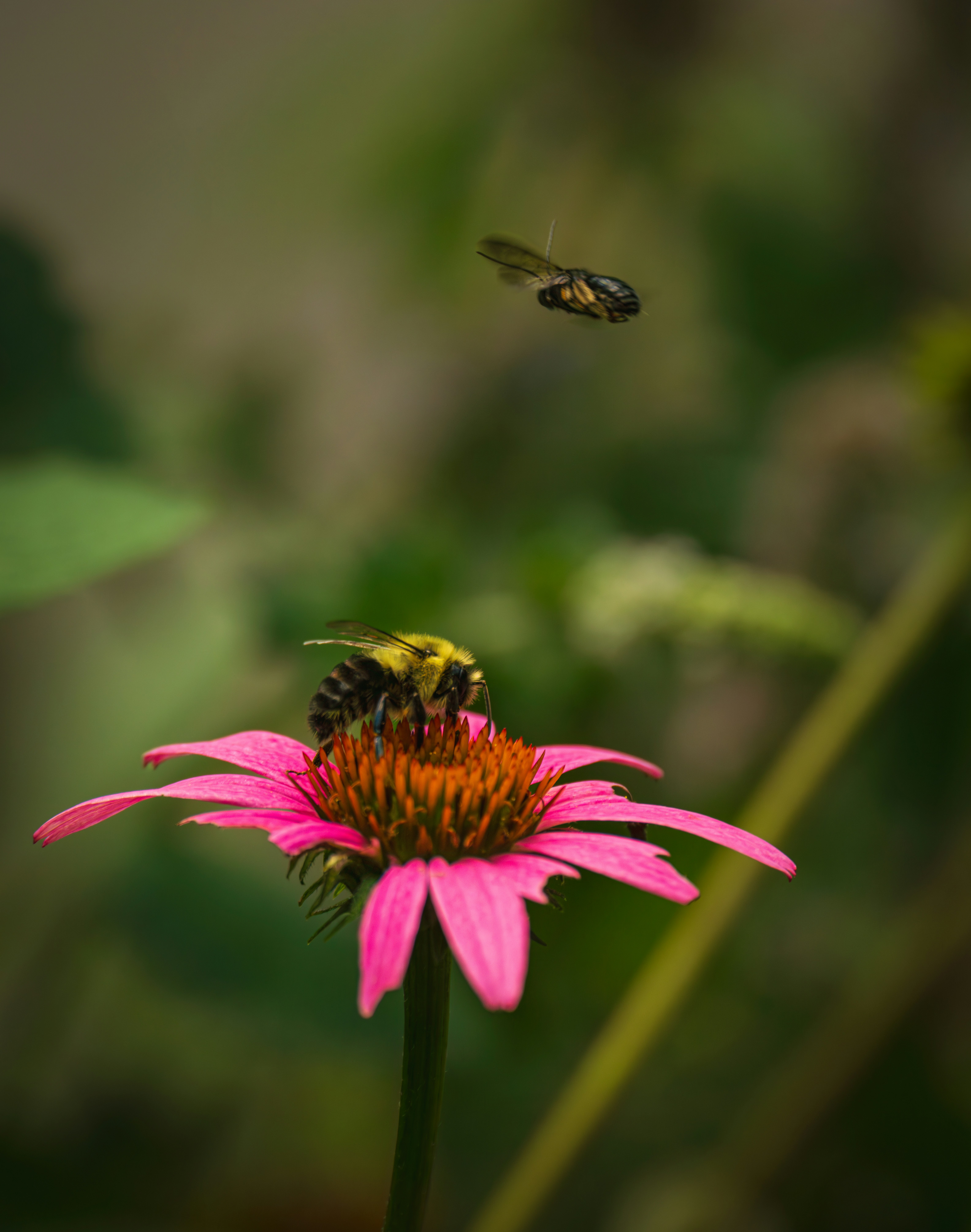 Photo by dkoplyk