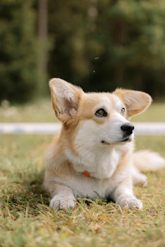 A curious corgi is resting outside in the grass.
