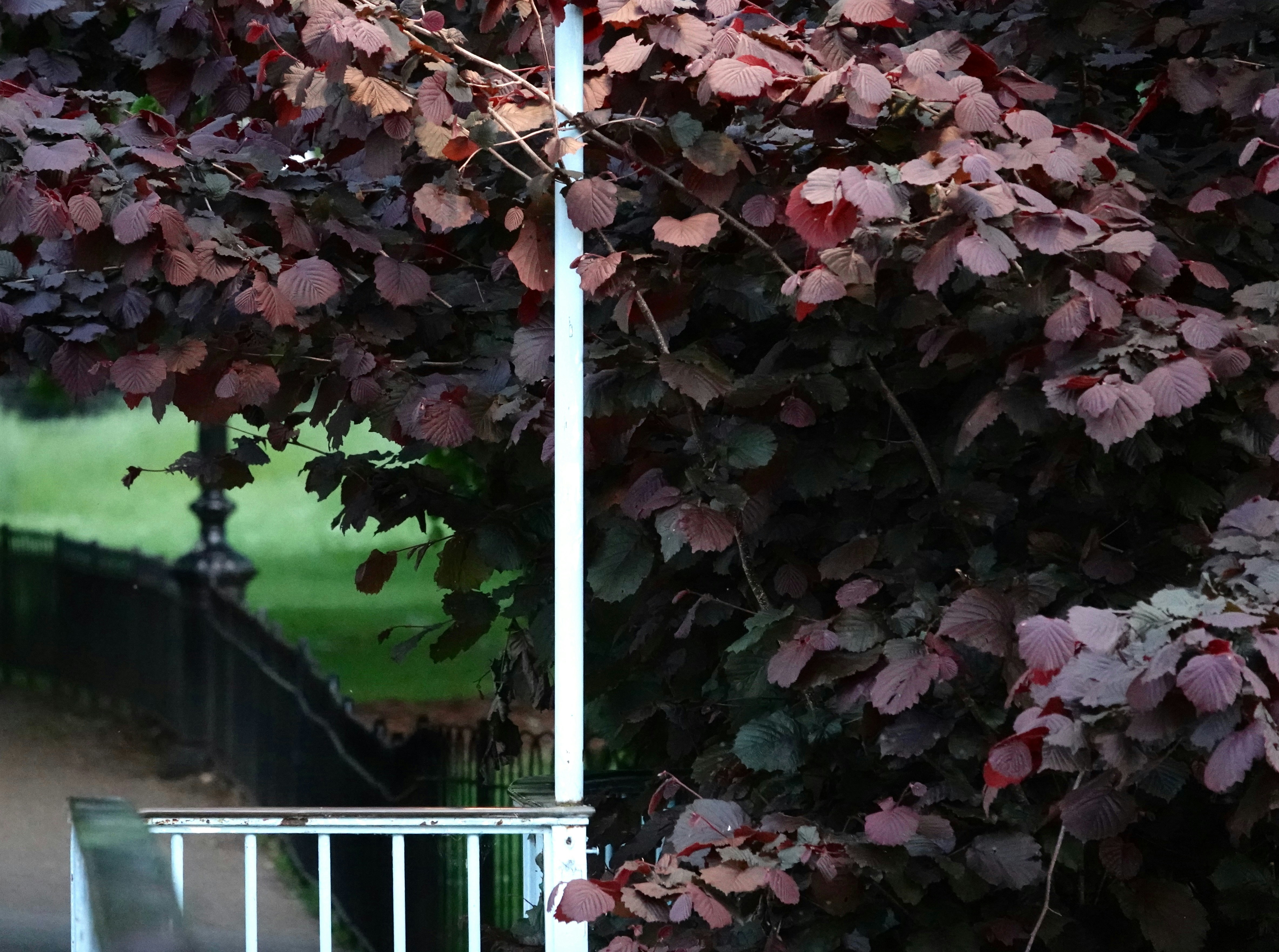 Photo by priyankachechi29