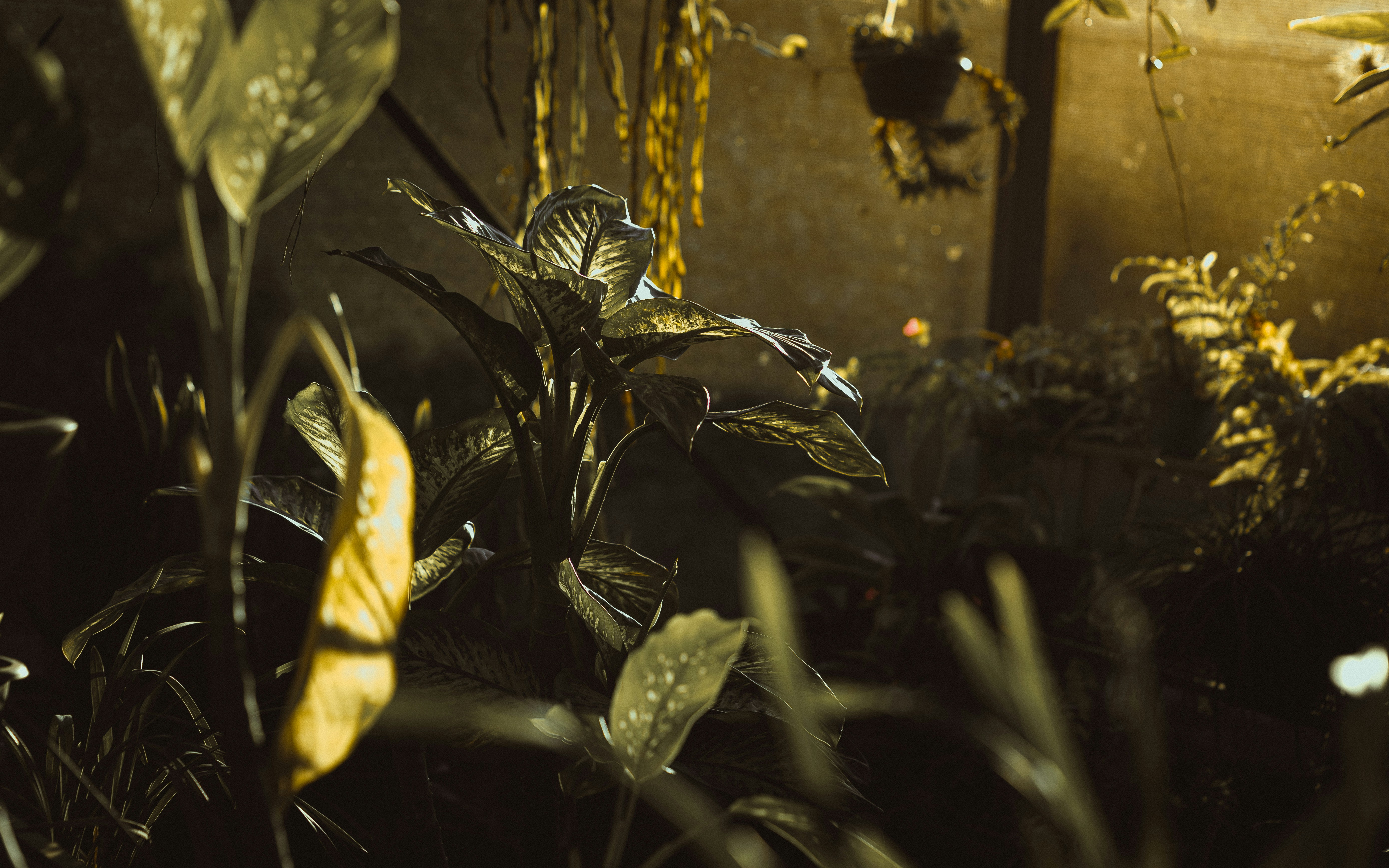 A gecko is hiding among some plants.