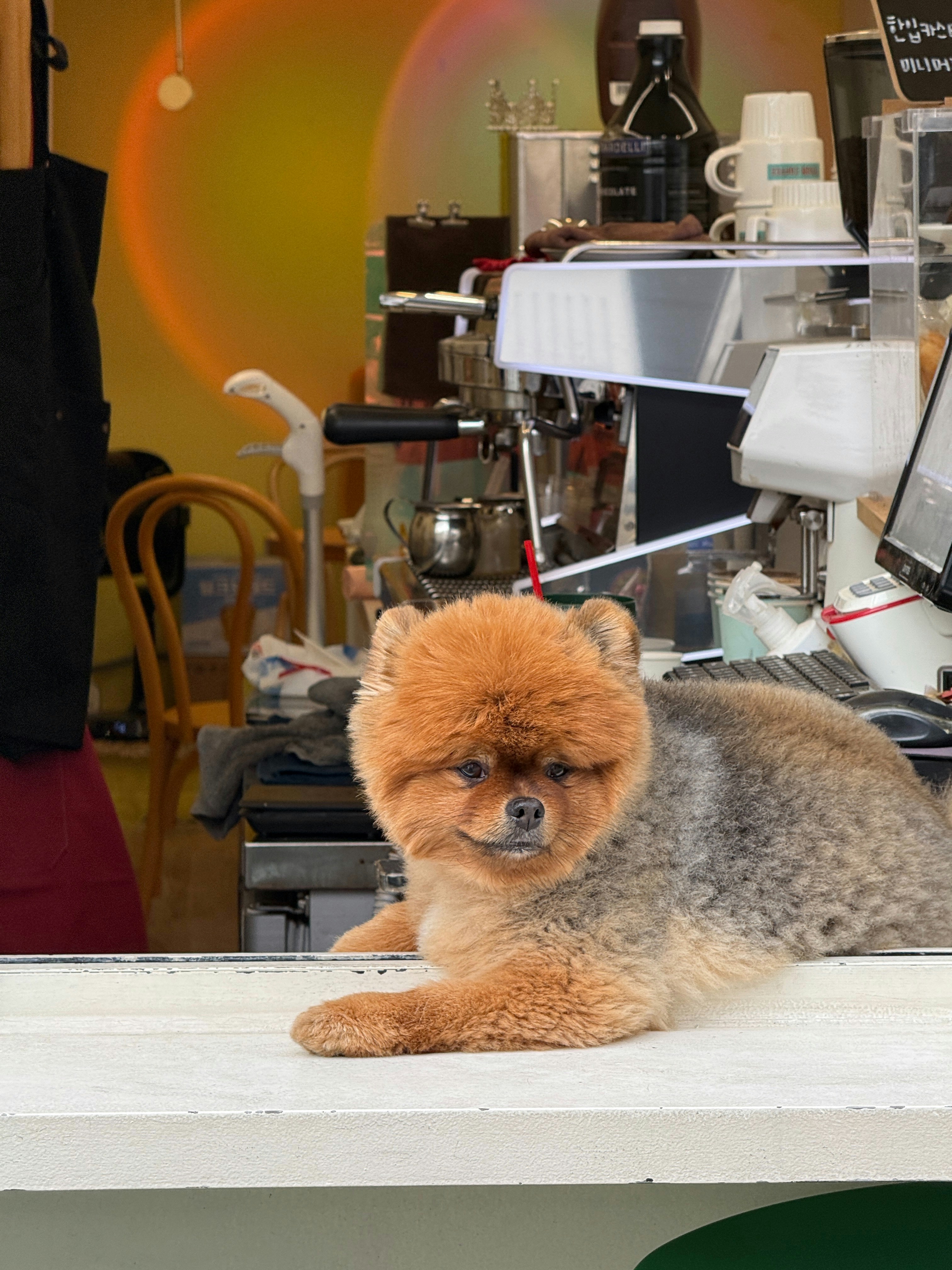 Beautiful Dog (Lubersac) — Lubersac