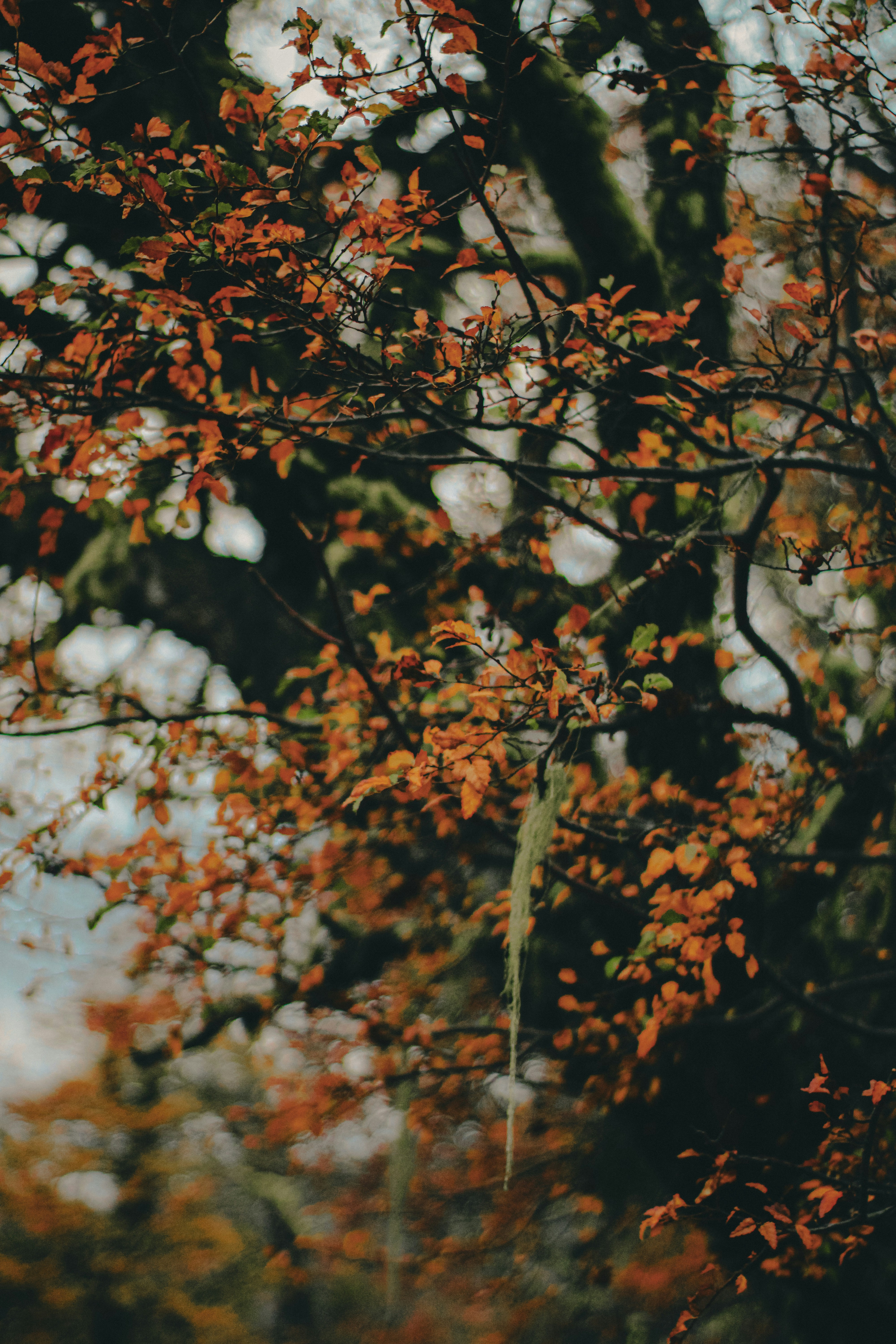 Autumn leaves adorn tree branches.