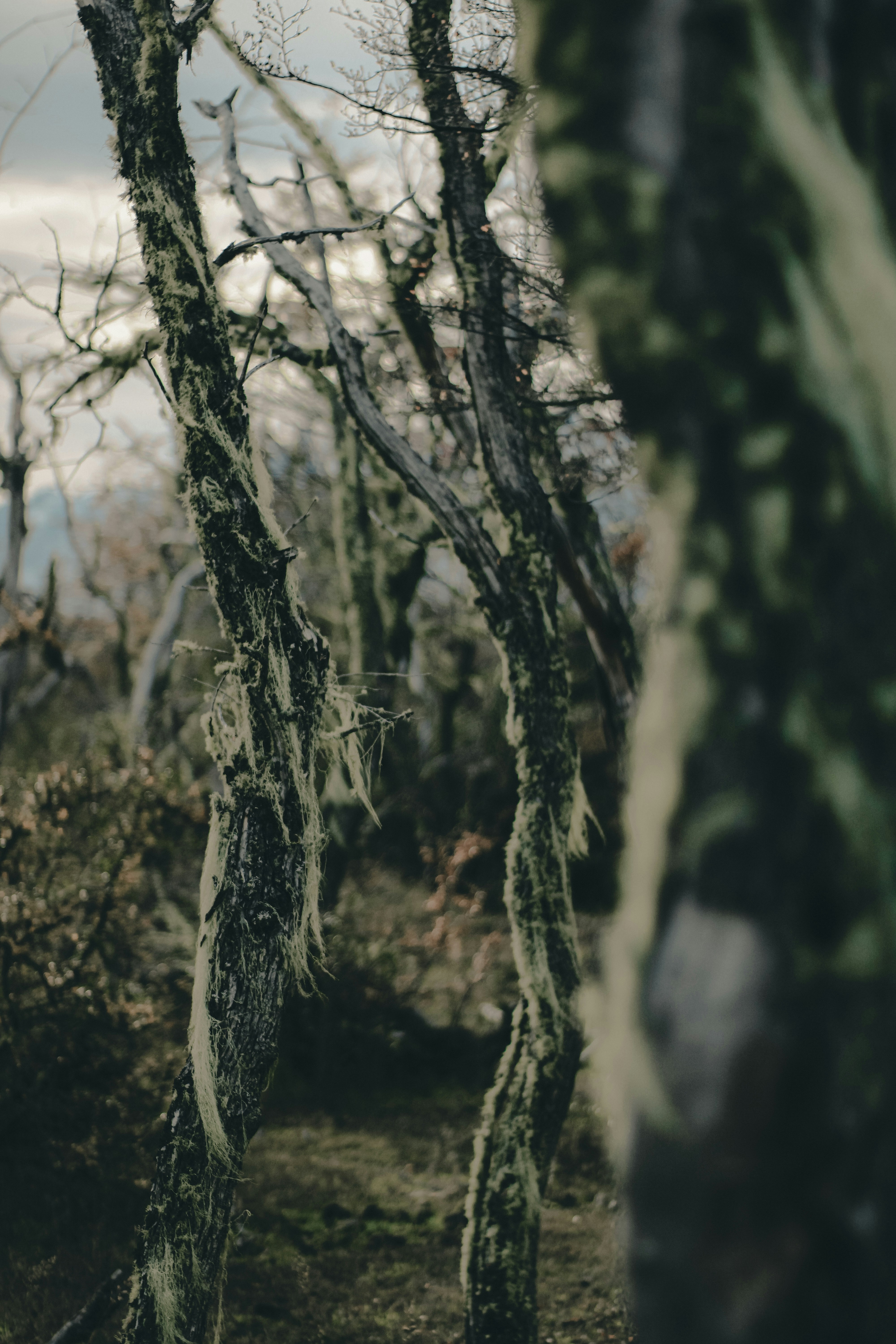 Trees covered in moss stand in a forest.