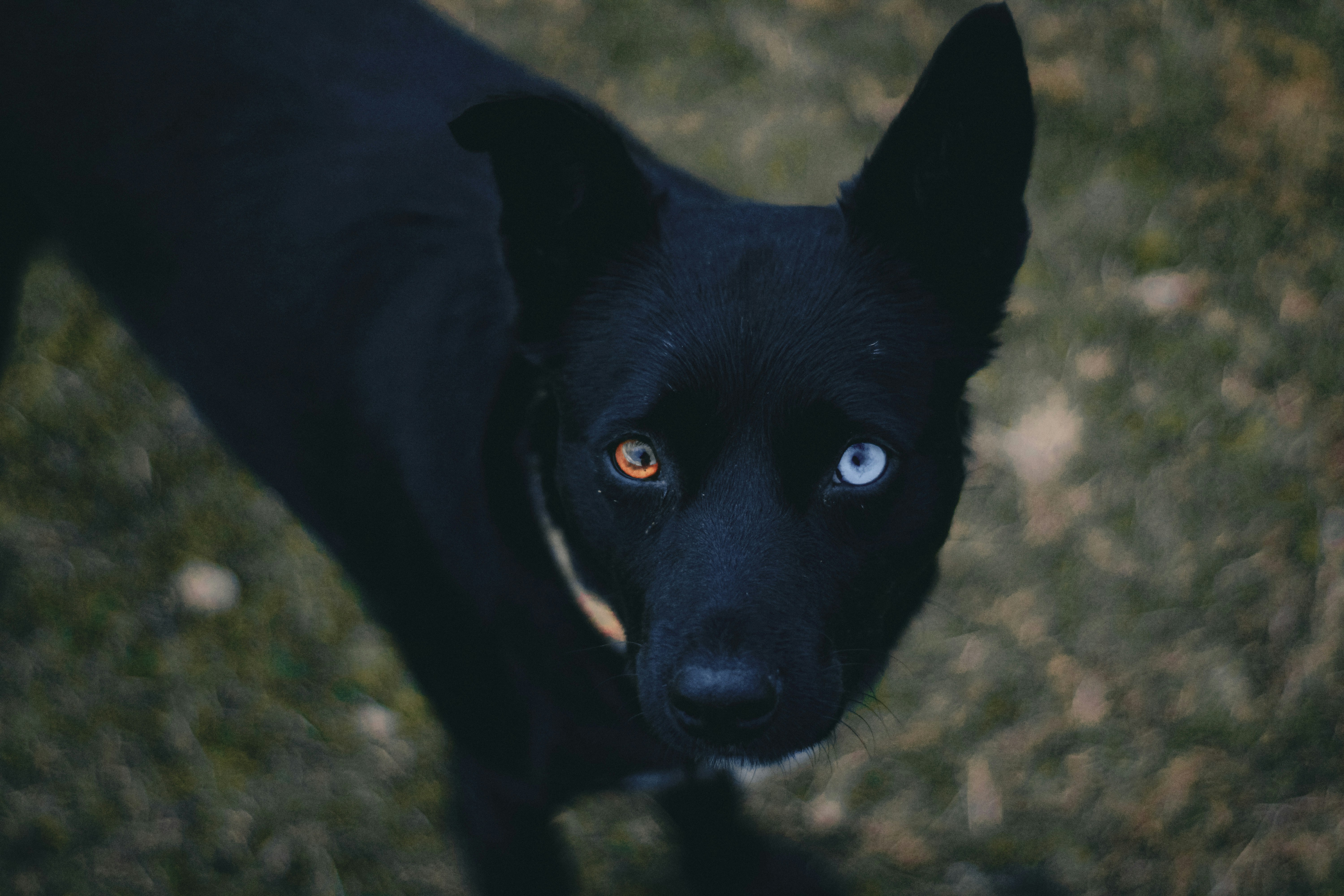 Black dog with different colored eyes.