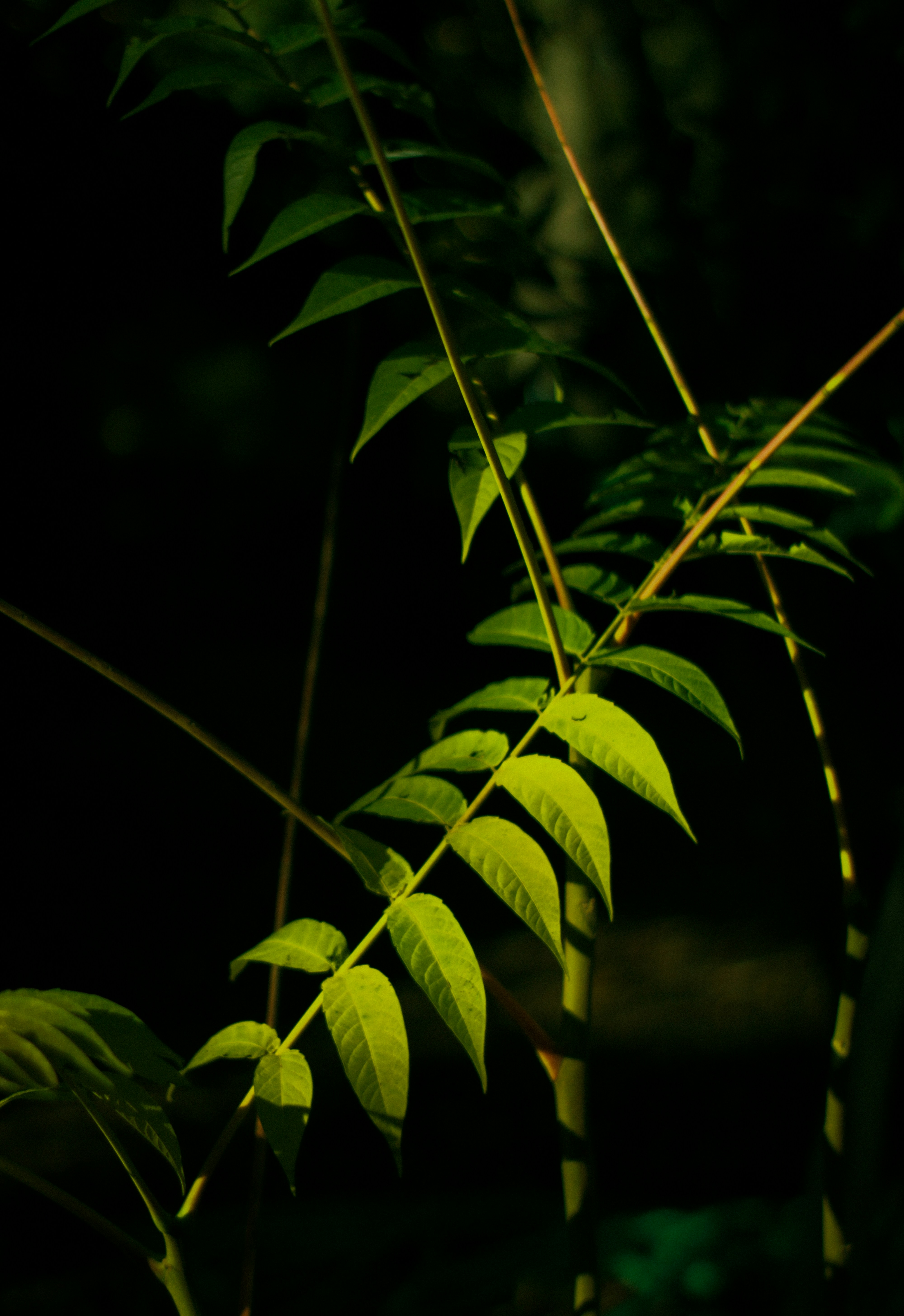 Green leaves are illuminated against a dark background.