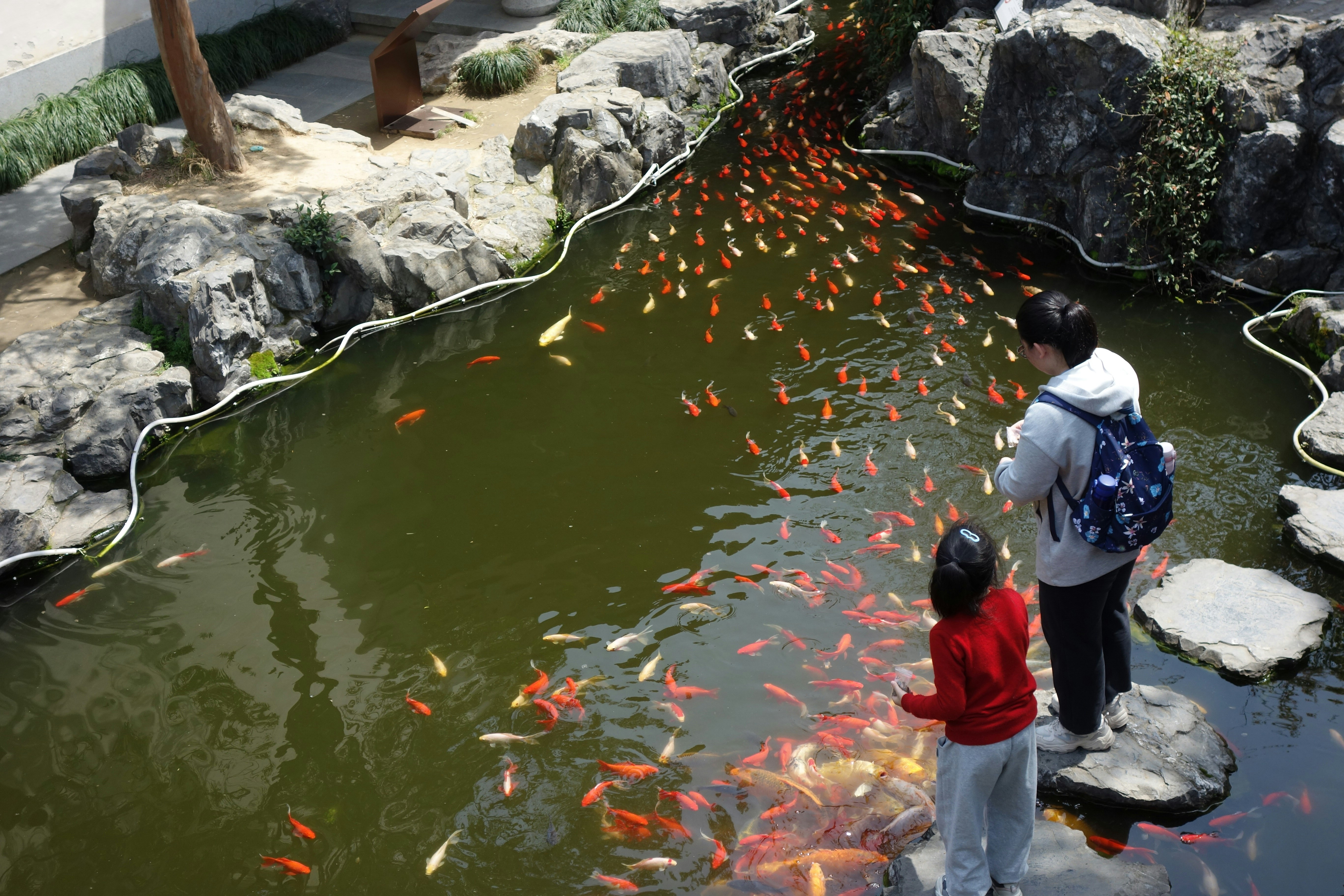 People feed koi fish in a beautiful pond.