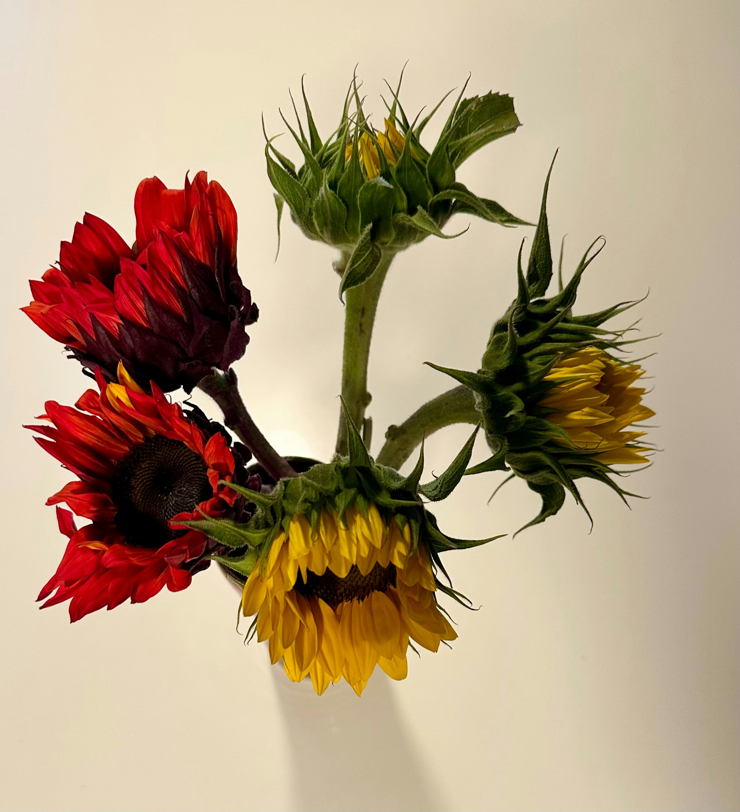 beautiful sunflowers in different stages of bloom