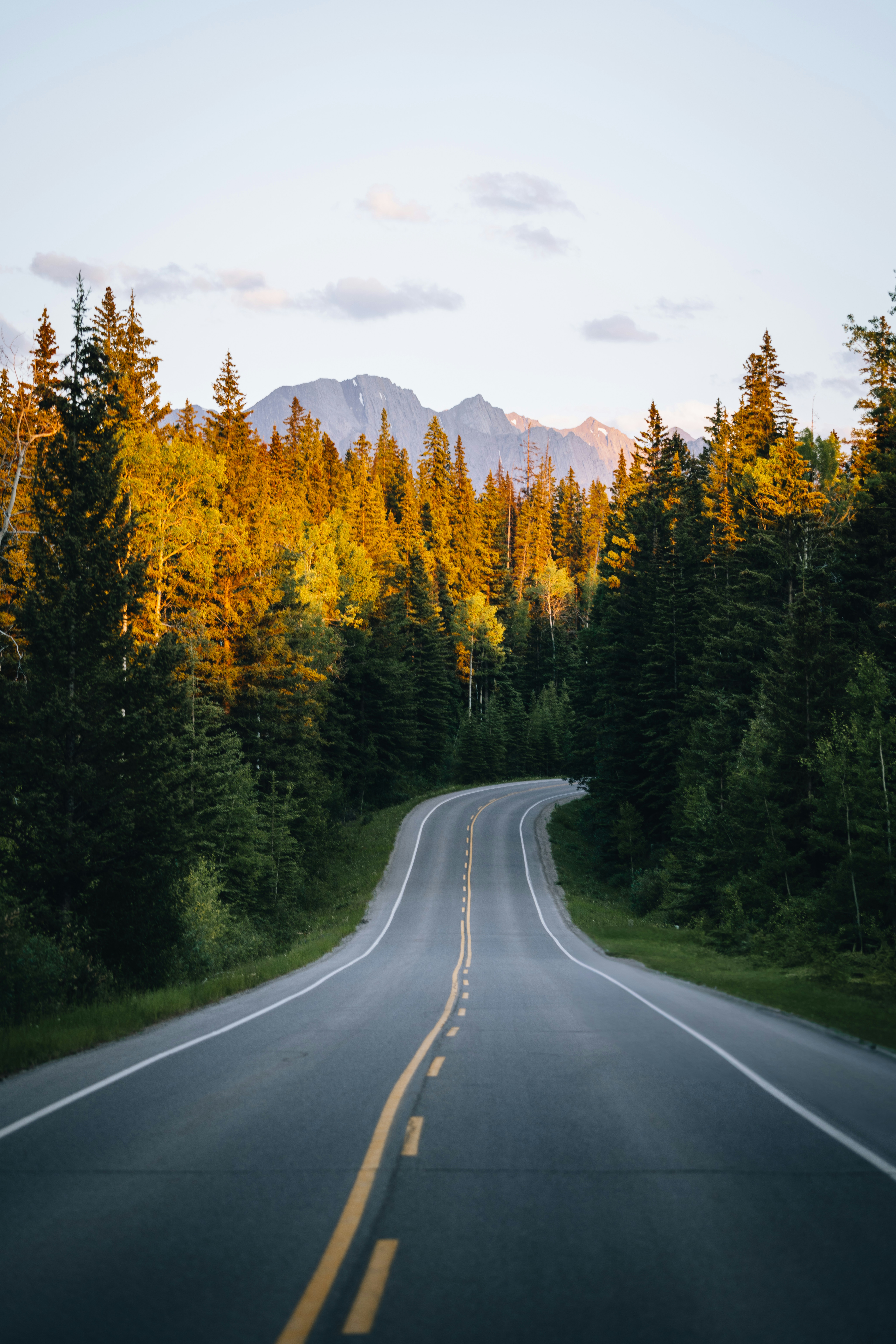 Winding road through a forest towards mountains.