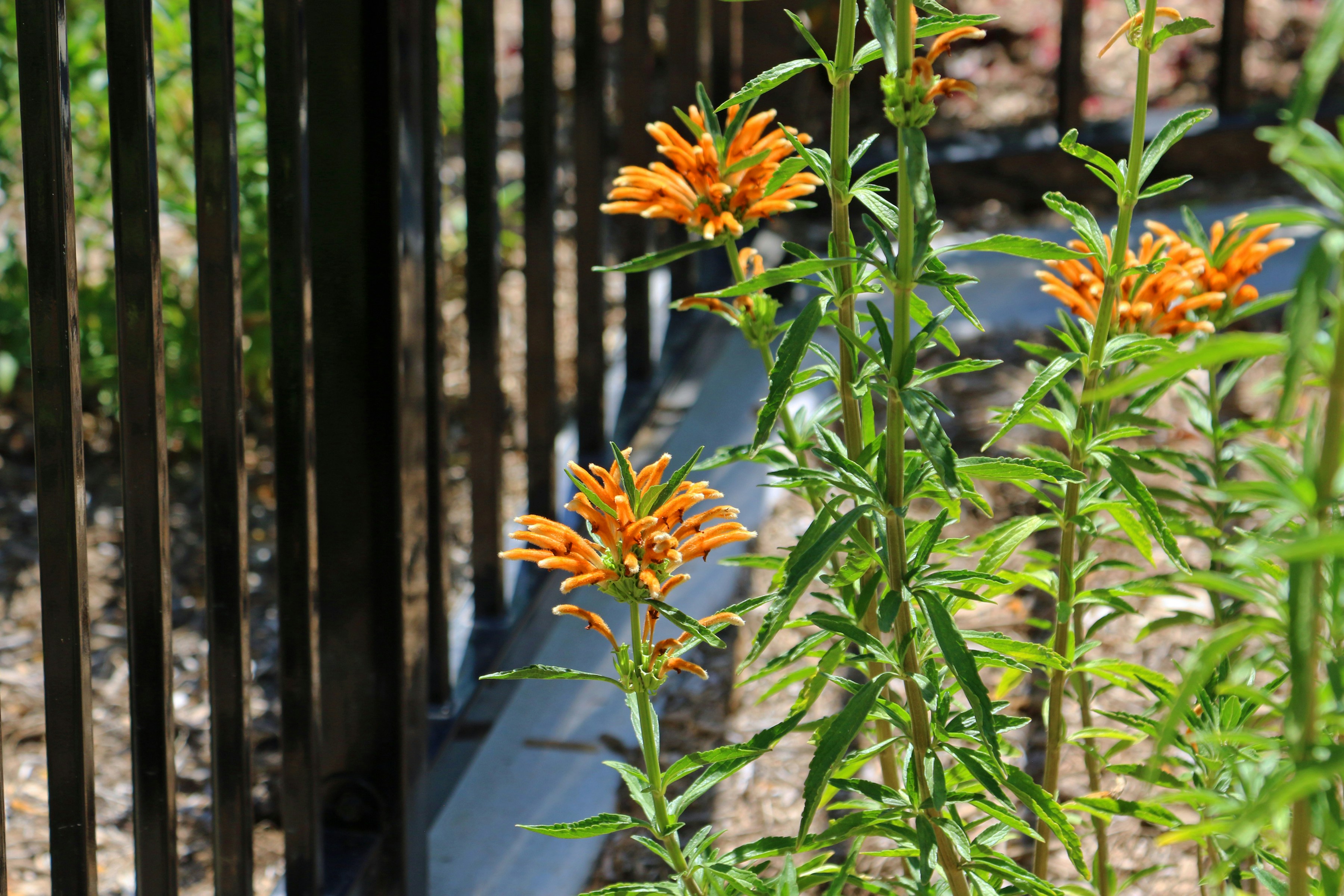 Orange flowers bloom in front of a fence.