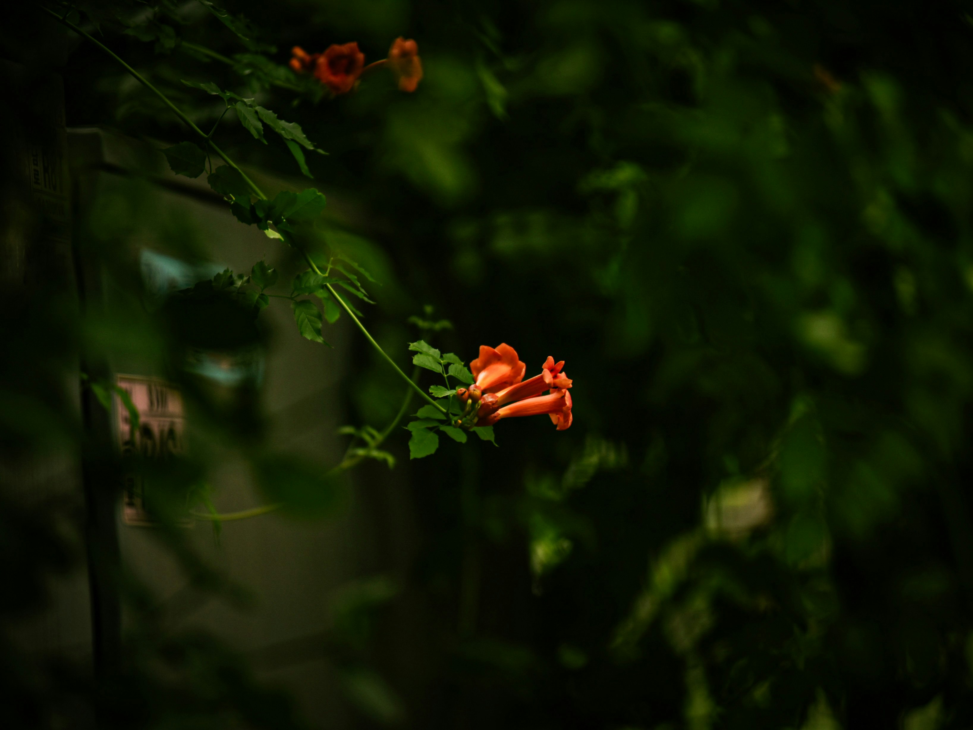 Photo by memenito_96