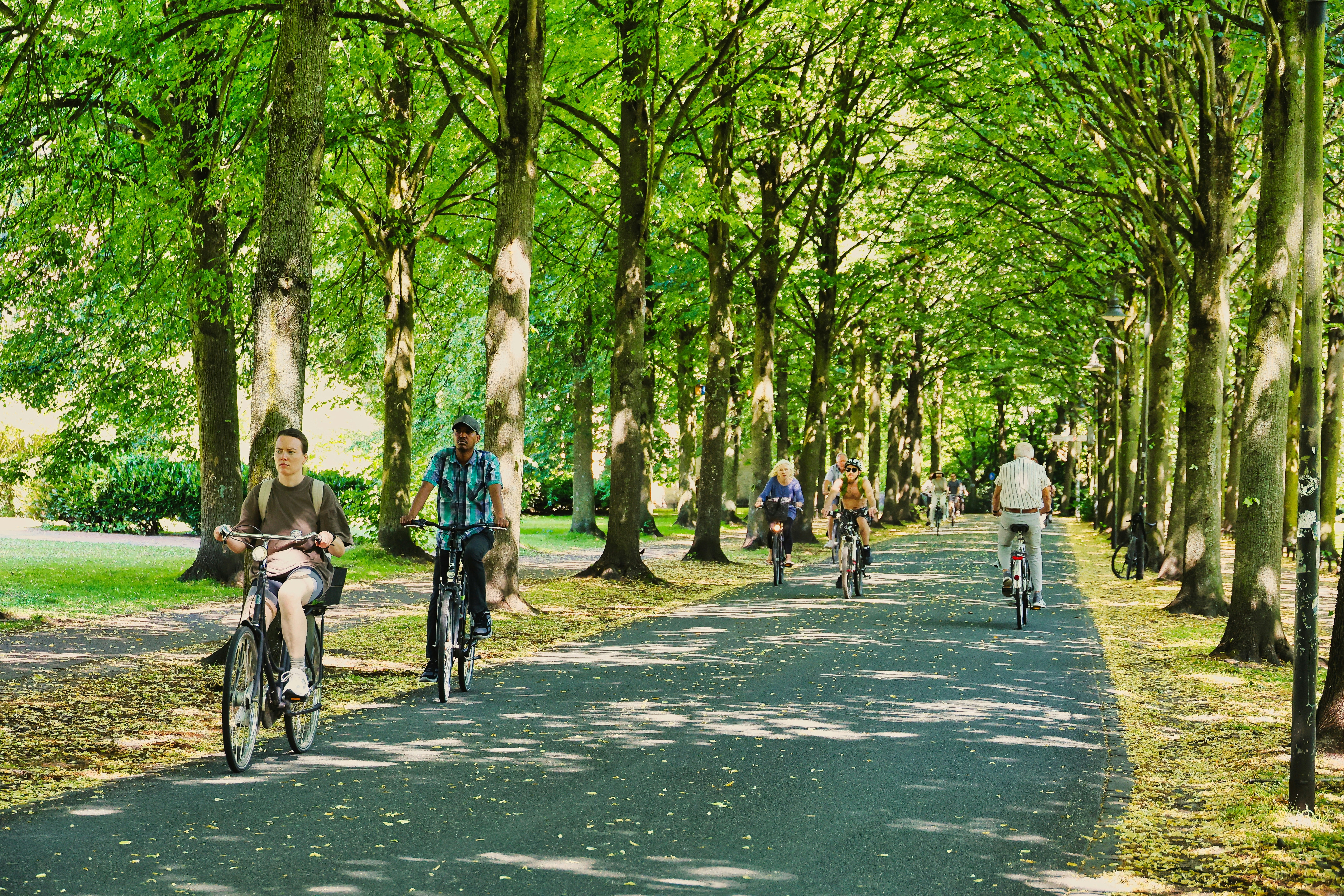 People ride bikes along a tree-lined path.